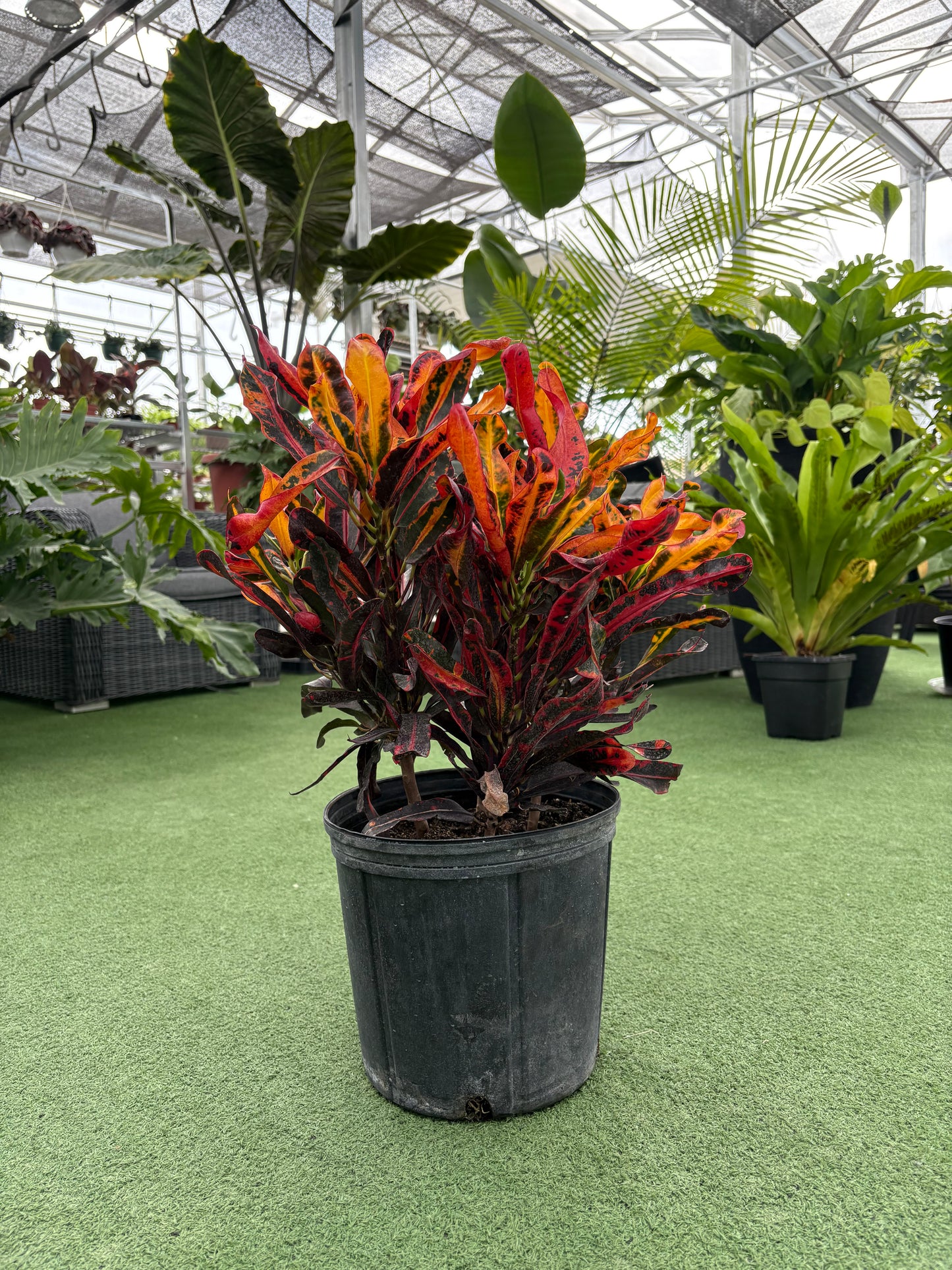 Croton ‘Mammy’ (Codiaeum variegatum ‘Mammy’)