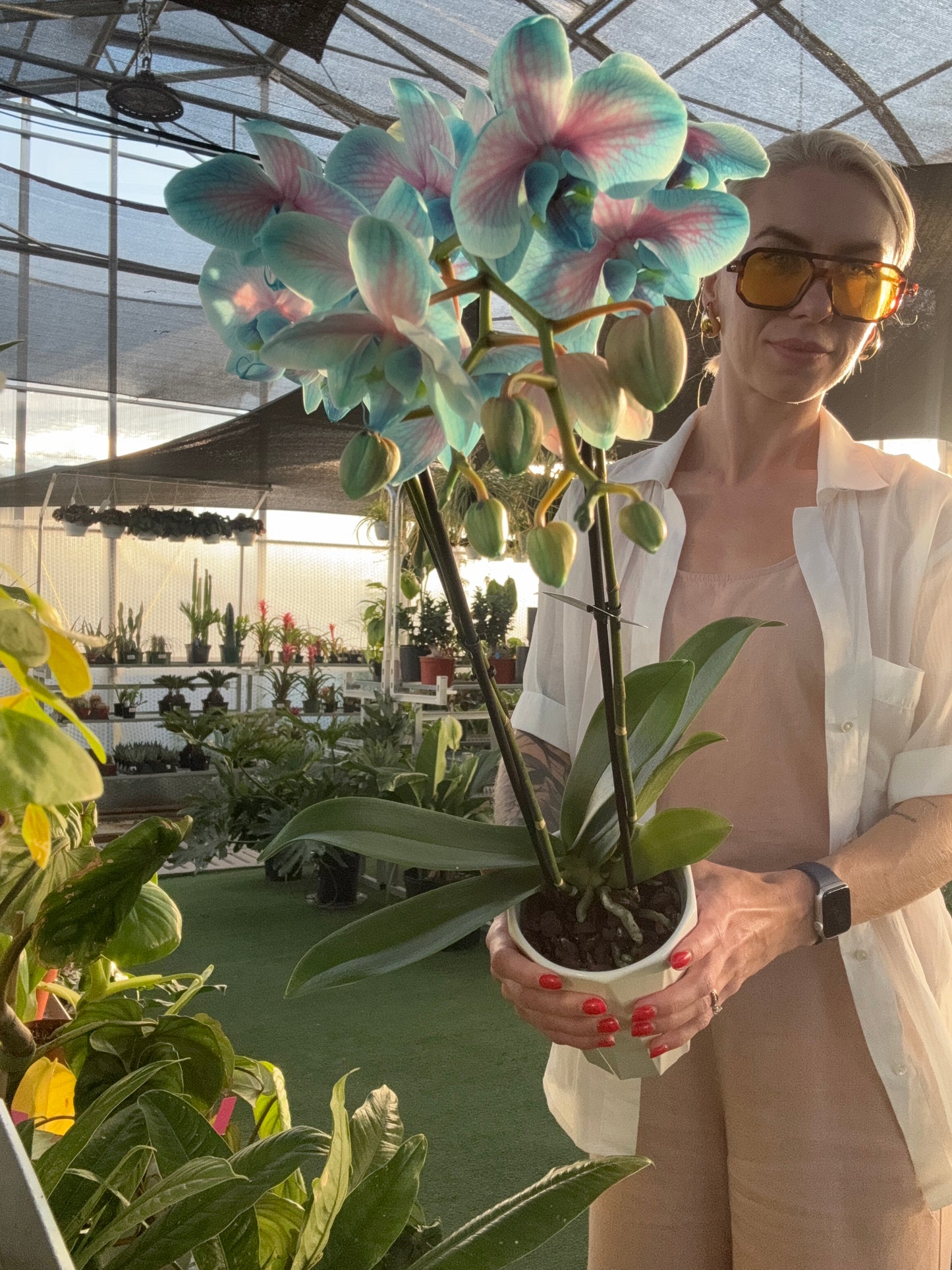 Moonstone Phalaenopsis - Orchid