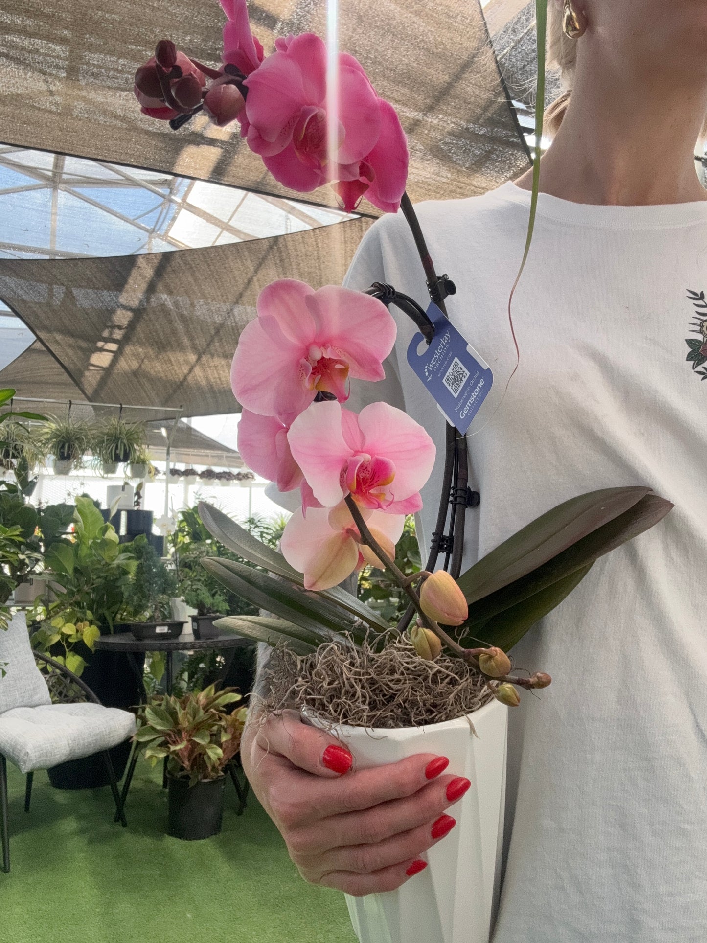 Gemstone Wave Phalaenopsis - Orchid