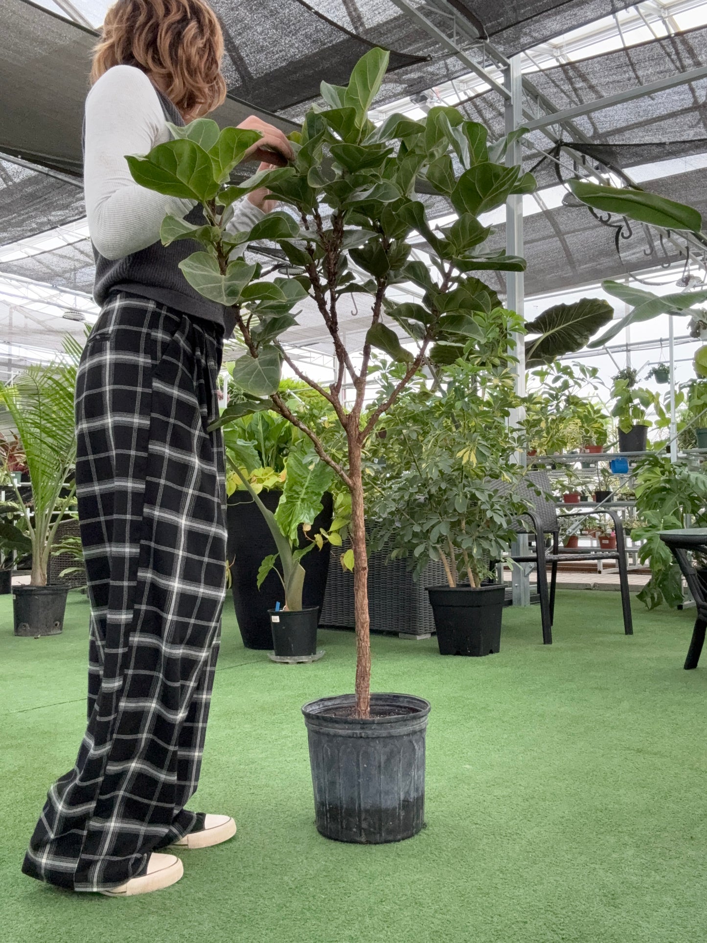 Ficus 'Lyrata Little Fiddle STD' (Ficus lyrata 'Little Fiddle')