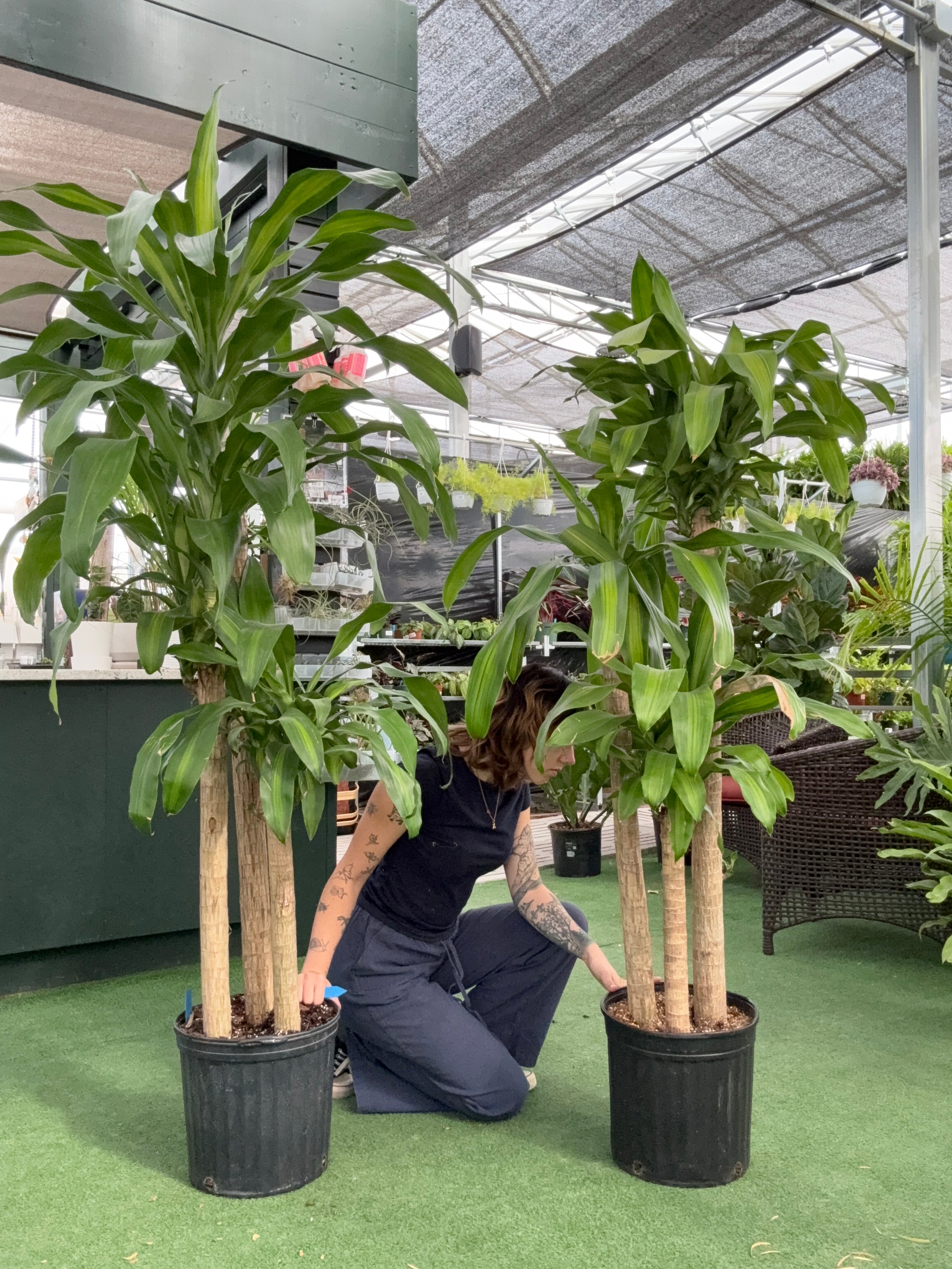 Dracaena 'Mass Cane' – Urbane Eight Inc