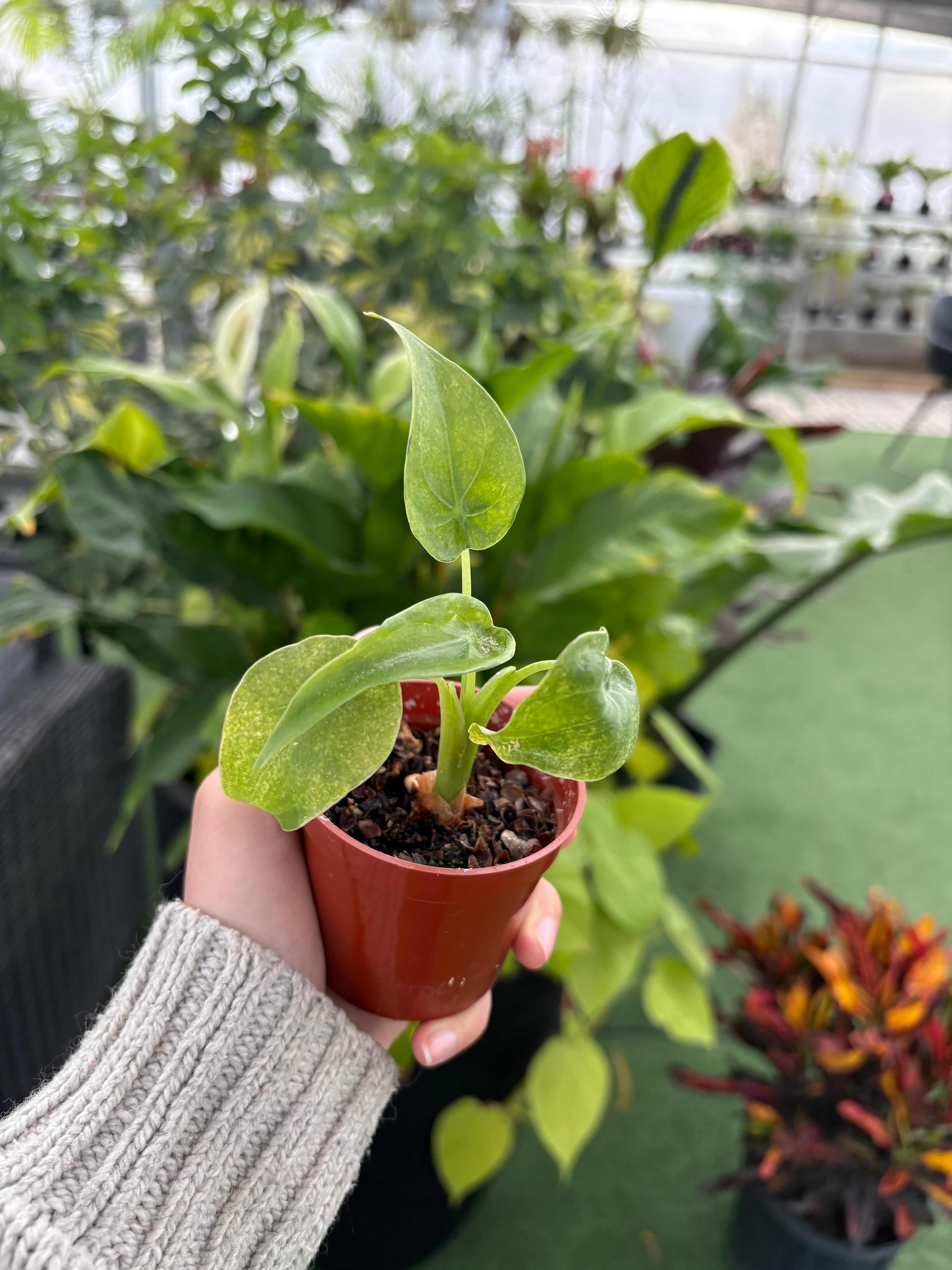 philodendron cucullata Alocasia Cucullata Variegated – Urbane Eight Inc