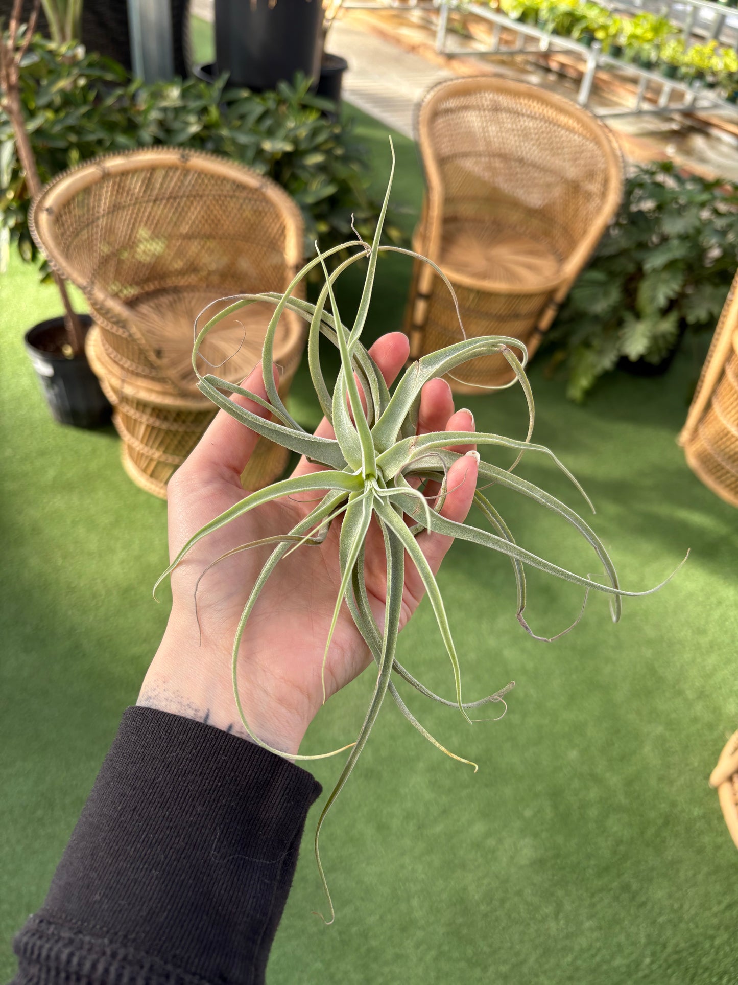 Air Plants