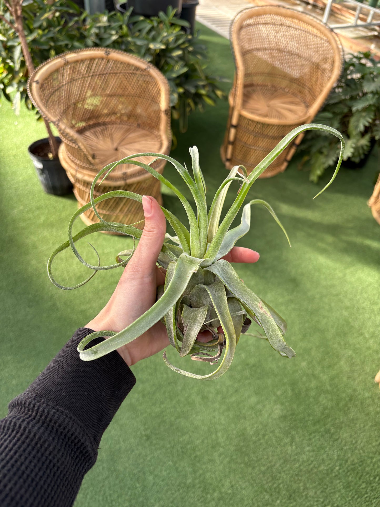 Air Plants