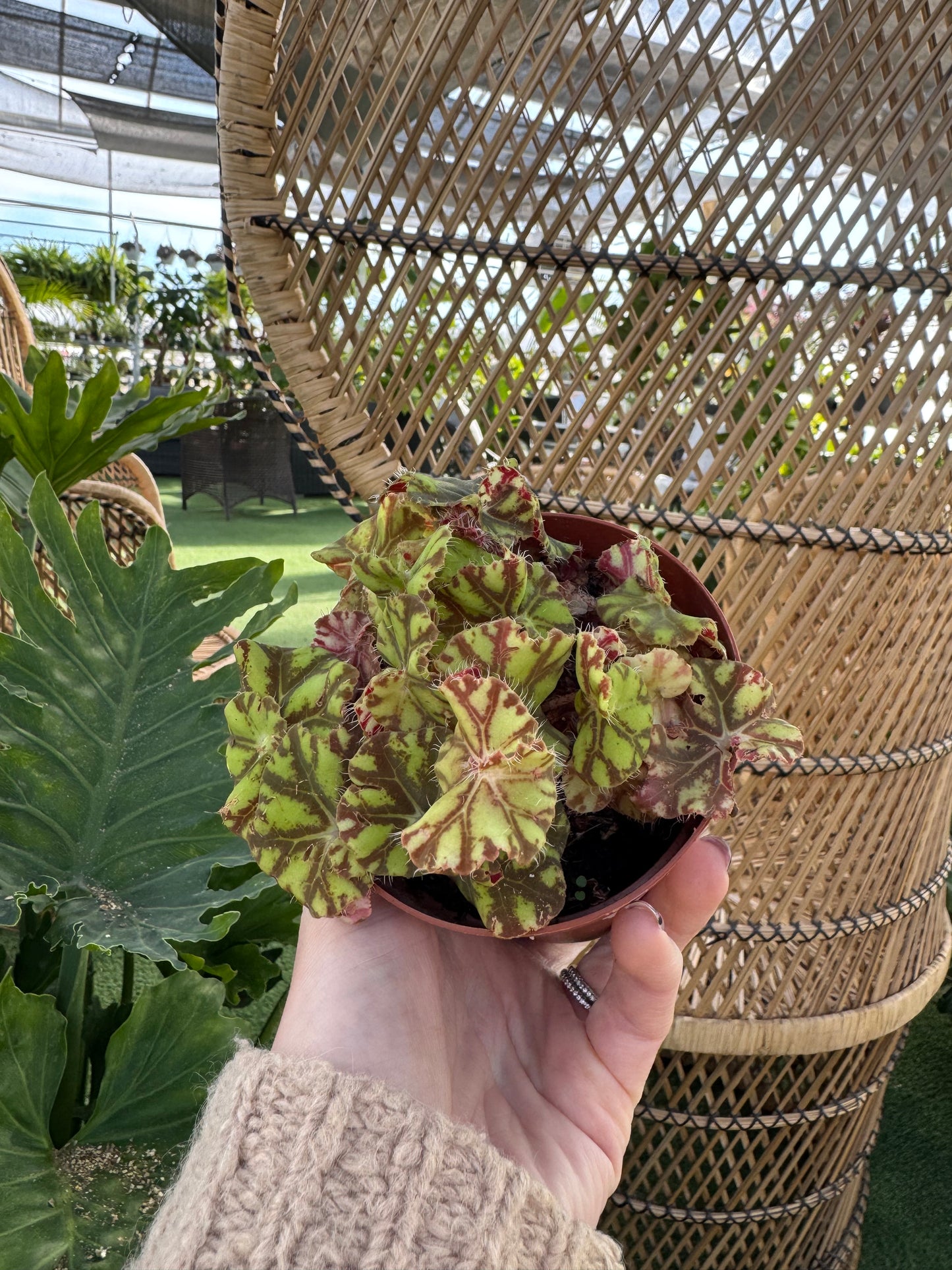 Begonia Rex -Spirit of Mauritius