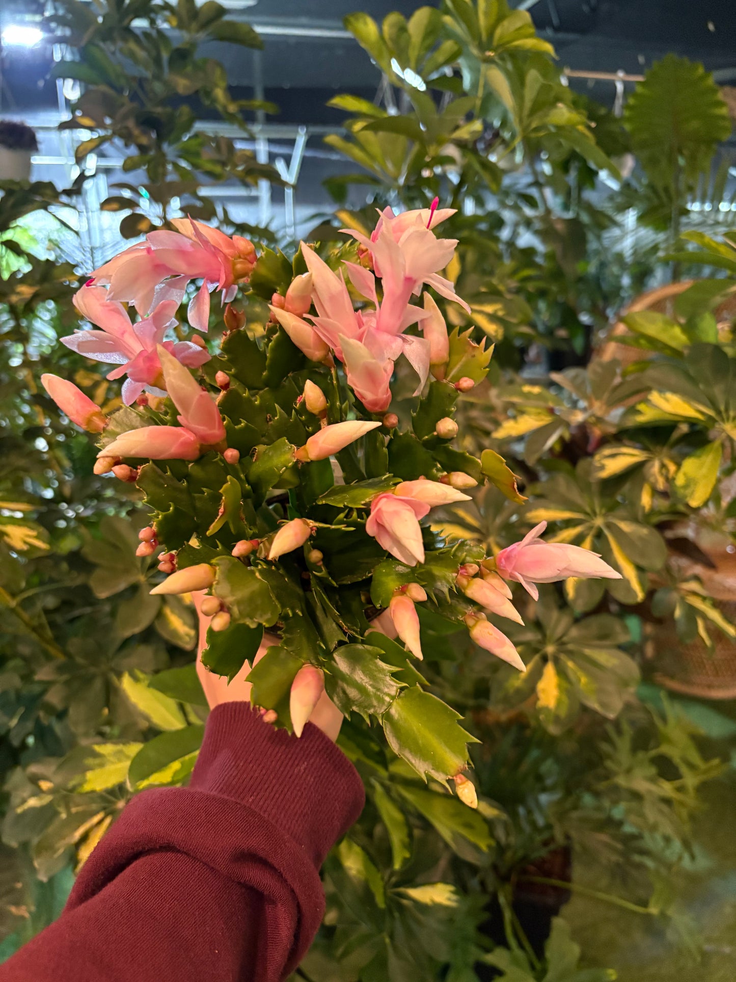 Christmas Cactus (Zygo)