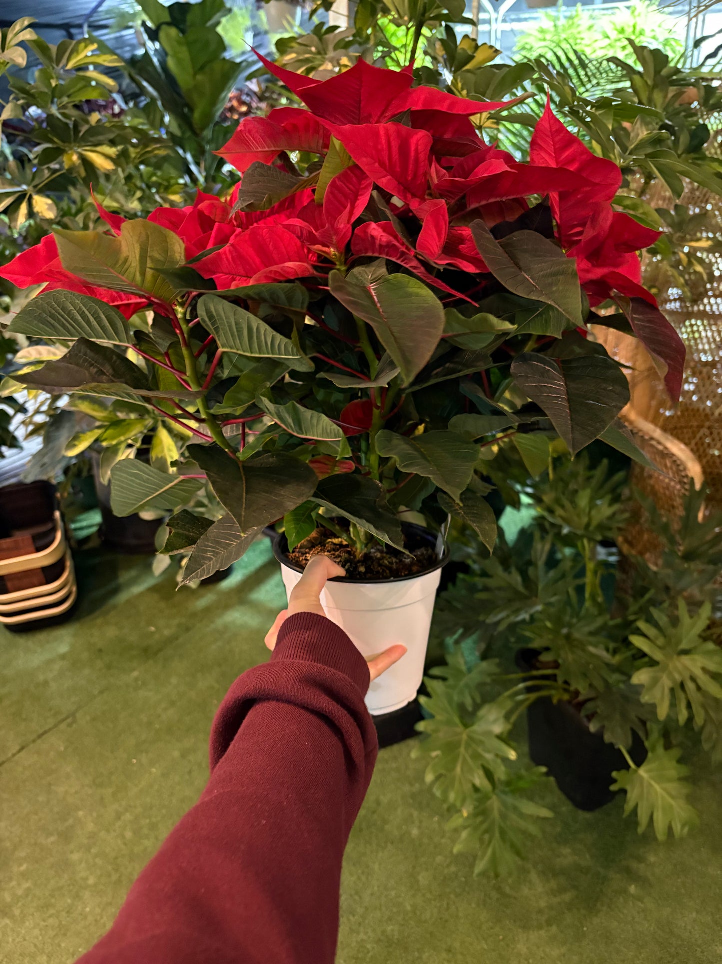 Poinsettia Red Only