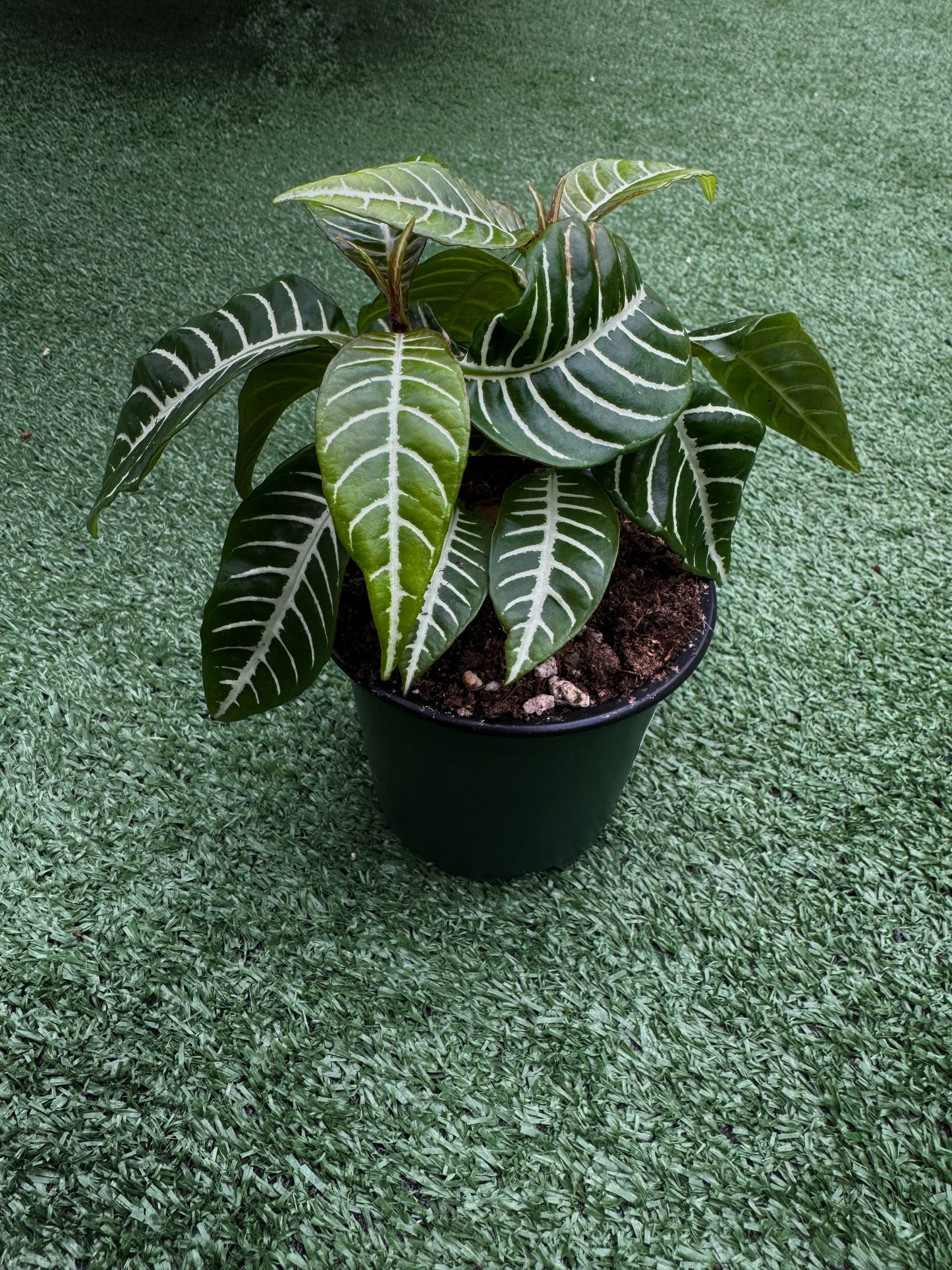 Zebra Plant