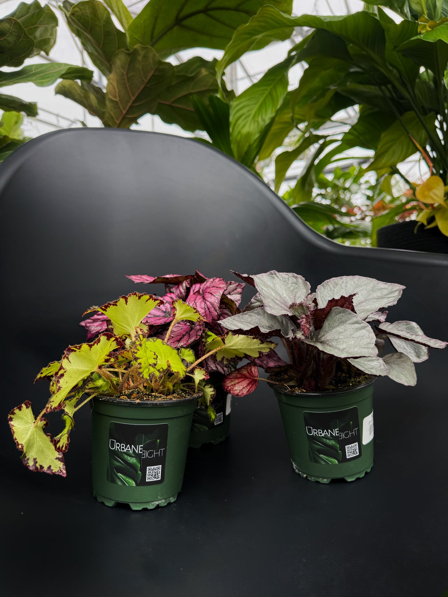 Begonia Rex Assortment