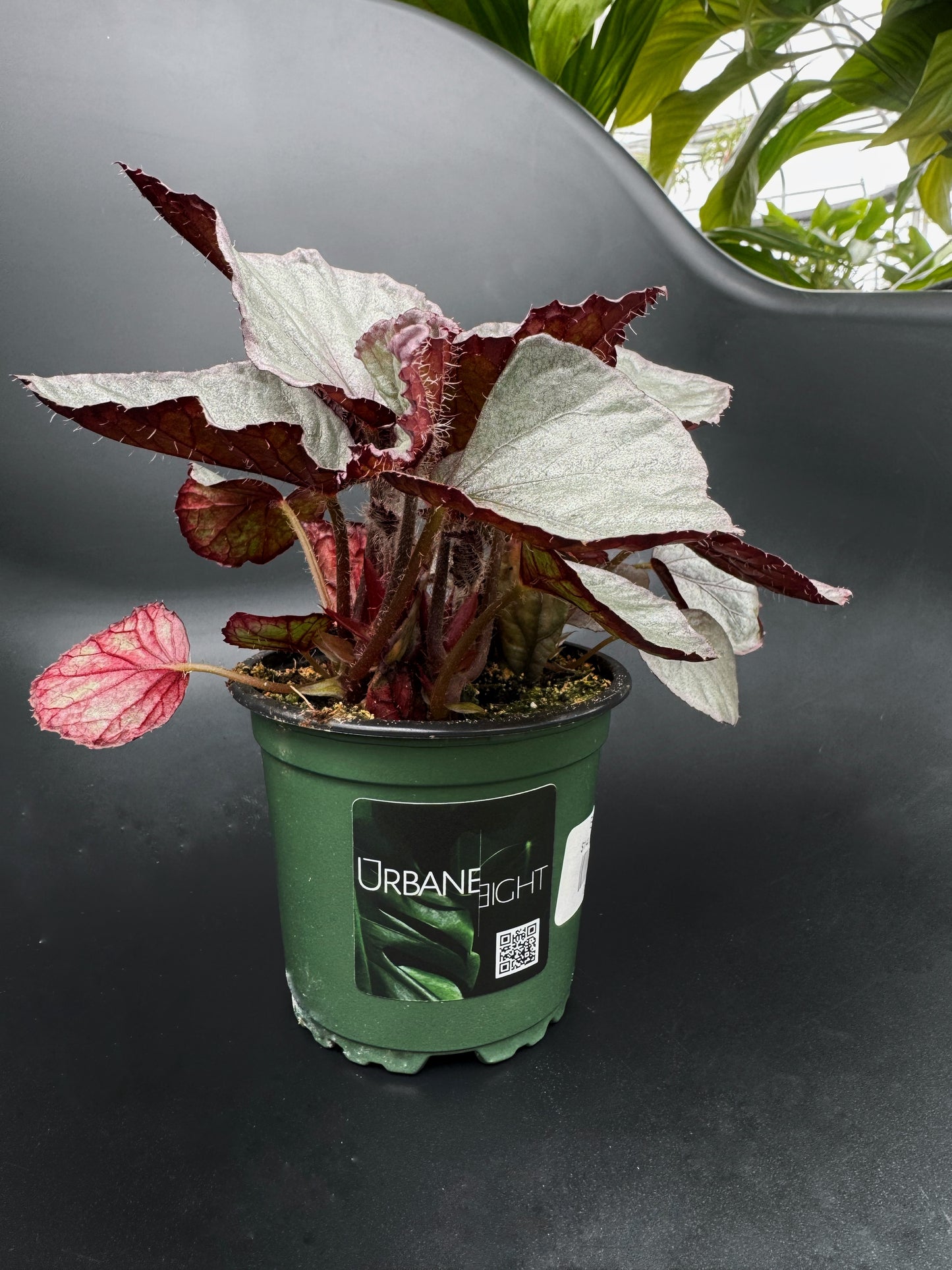 Begonia Rex Assortment