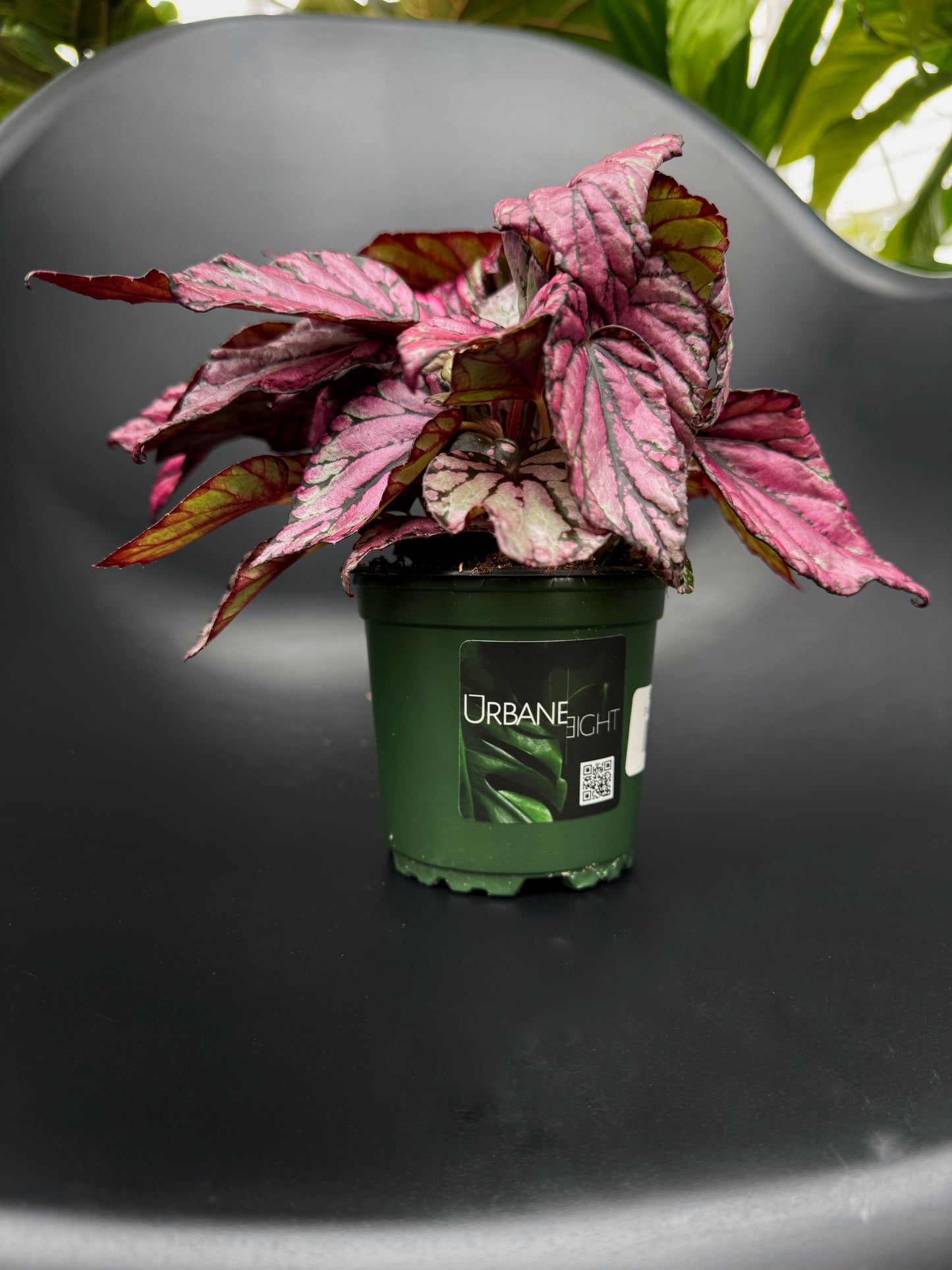 Begonia Rex Assortment