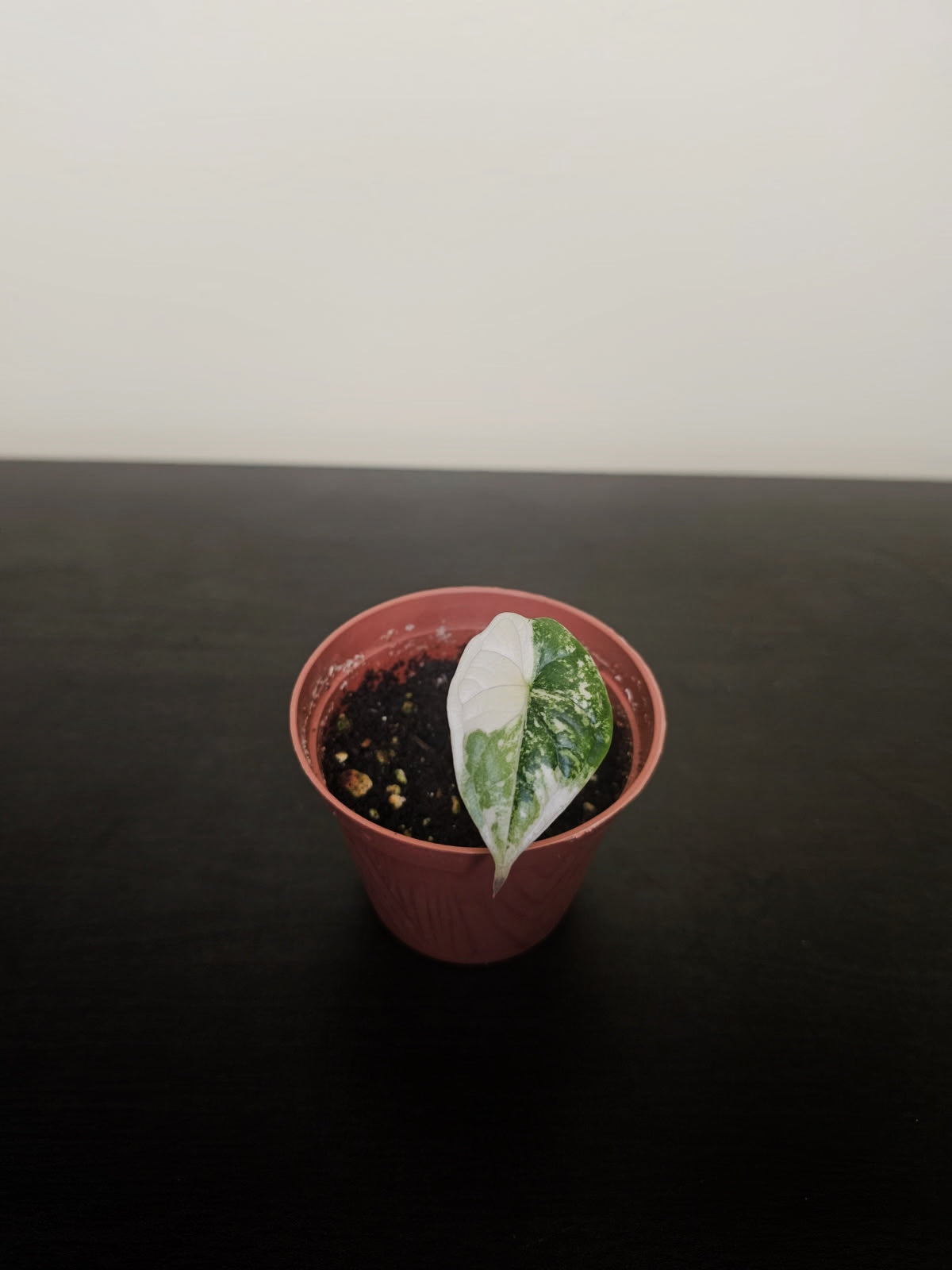 Baby Variegated Dragon Scale