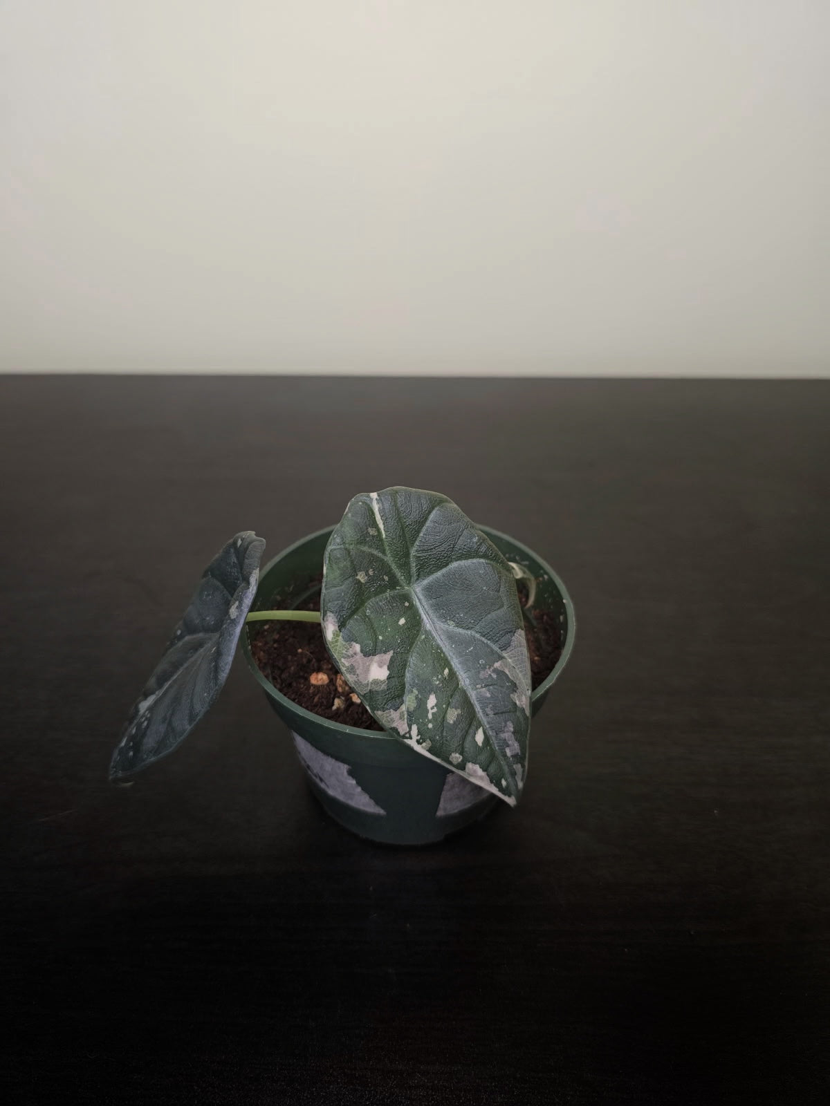 Alocasia Maharani Variegated