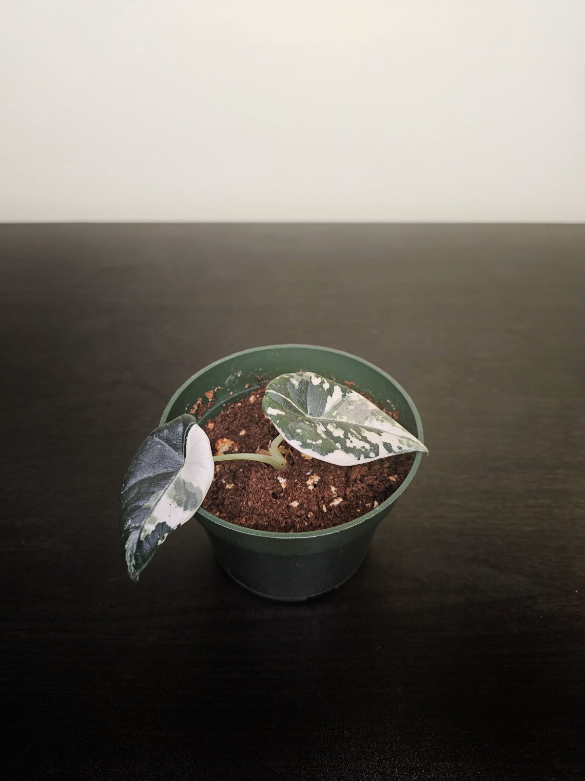 Alocasia Maharani Variegated