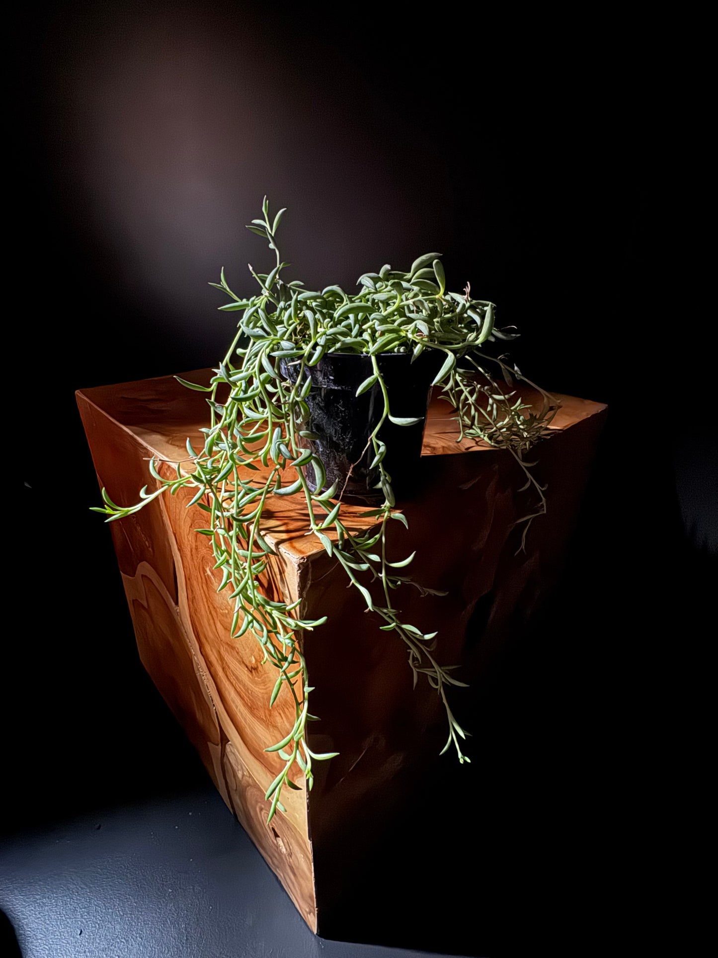String of Beans (Senecio radicans)