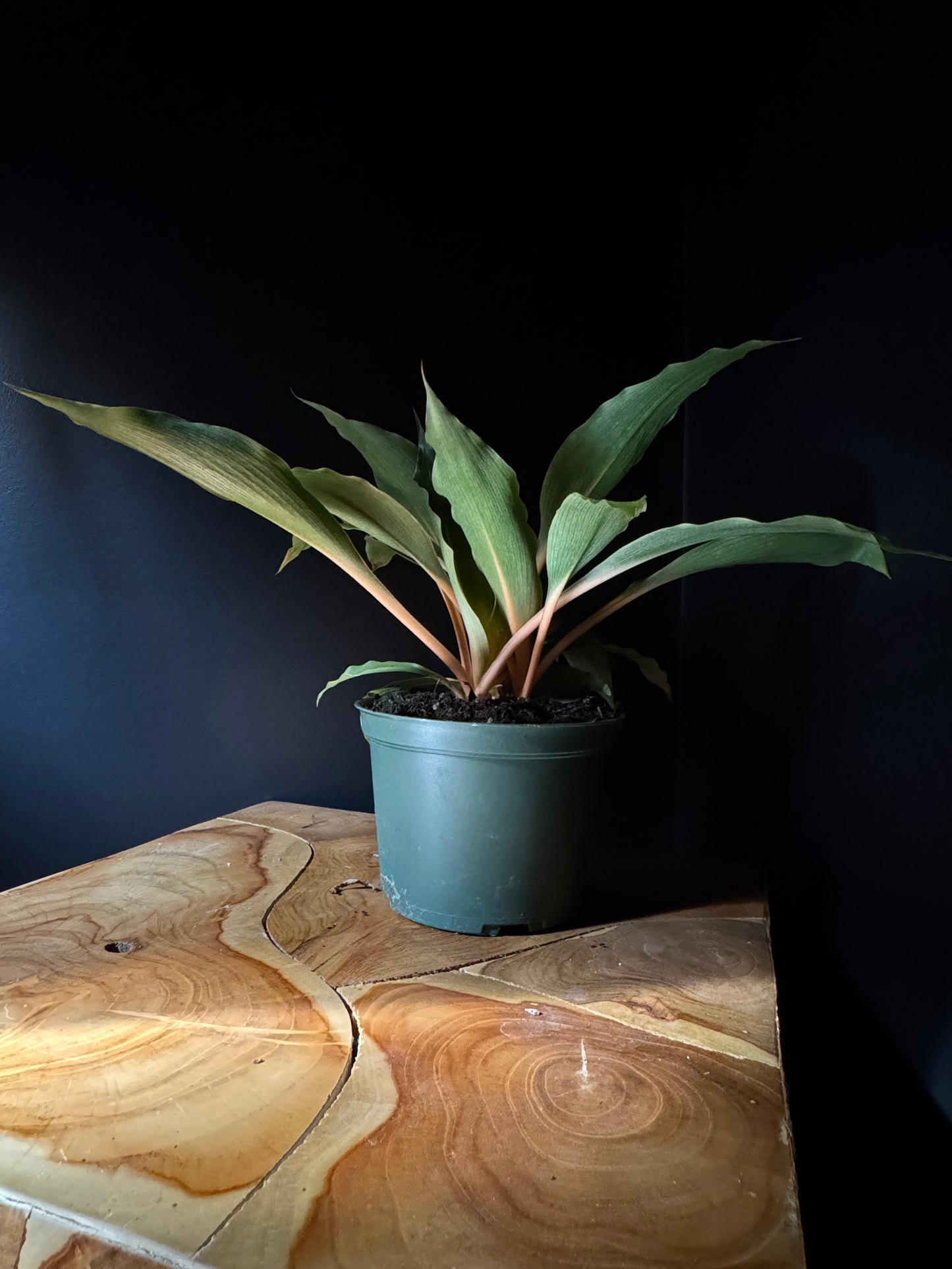 Fire Flash Plant (Chlorophytum orchidastrum)