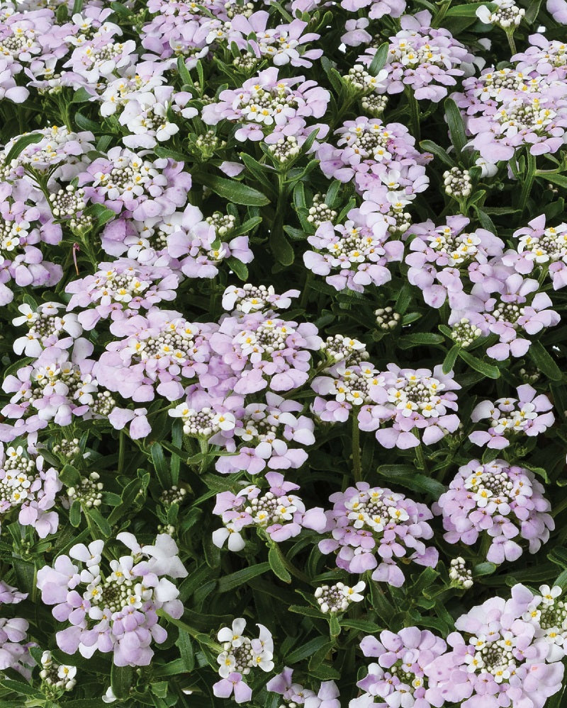 First Flush™ Lavender Candytuft