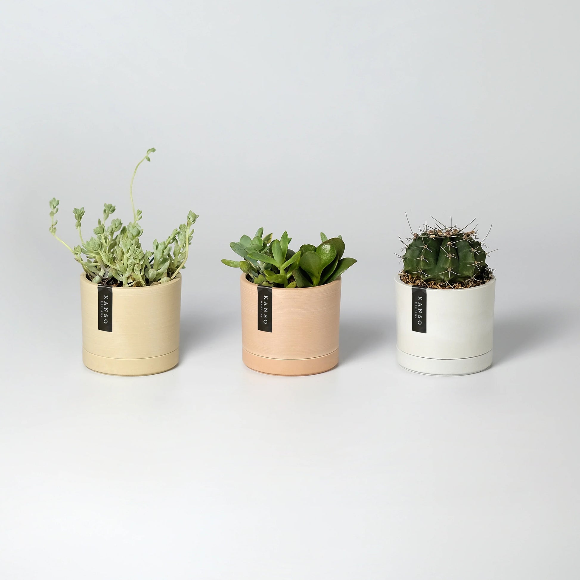 Three potted plants in yellow, coral, and white pots on a white background