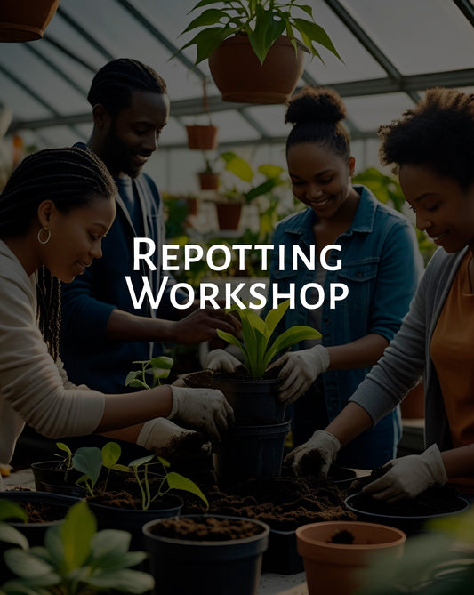 Hands-On Repotting Workshop | Indoor Plant Care Made Easy