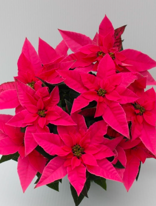 Princettia small Special colors