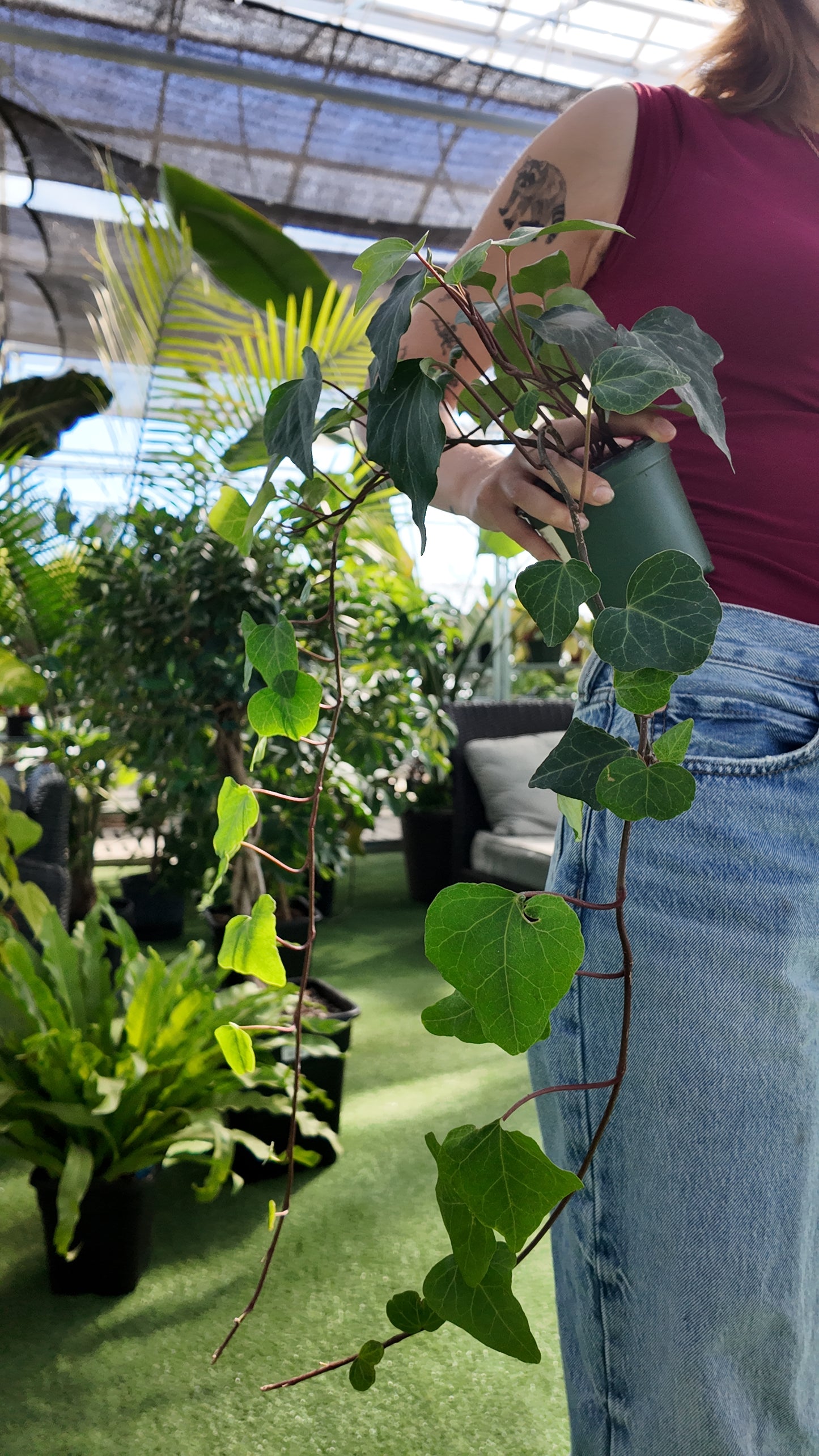 Person holding a green Ivy-Algerian in an indoor garden setting