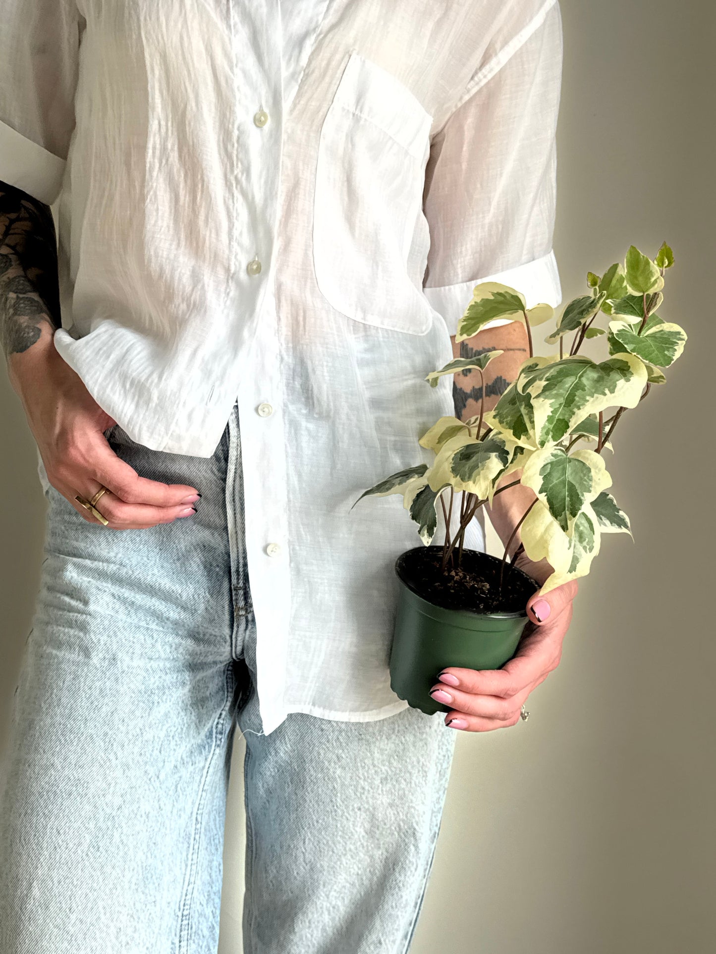 Person holding a potted Ivy Marengo plant with green and creamy white variegated leaves against a neutral cream background
