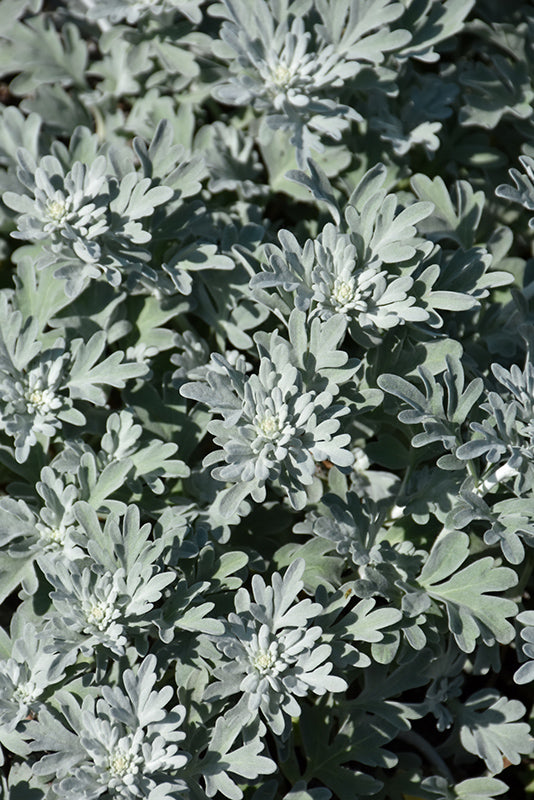 Silver Brocade Artemisia