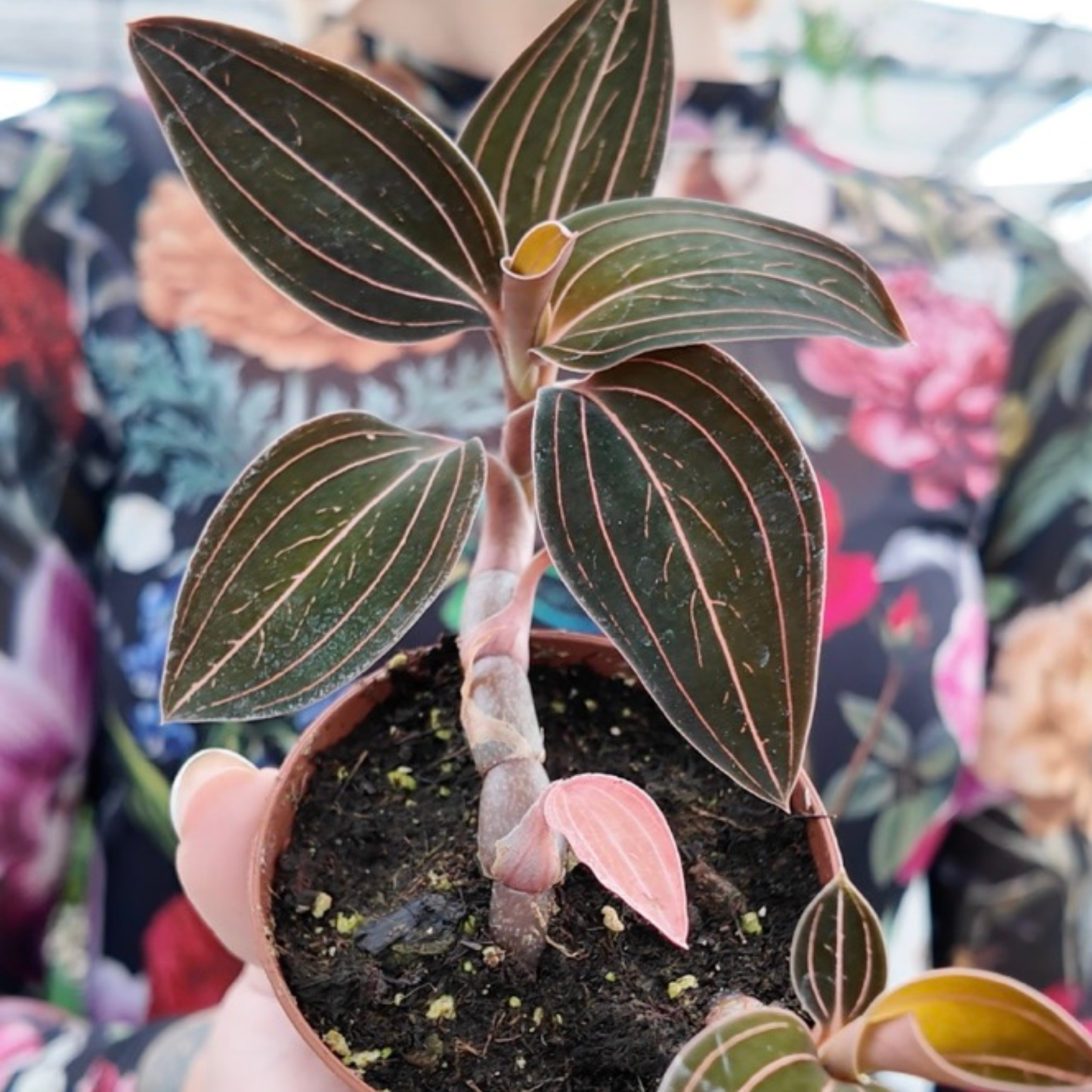 a picture of a person wearing a colourful floral patterned shirt holding a jewel orchid with deep green laves and yellow and pink veining