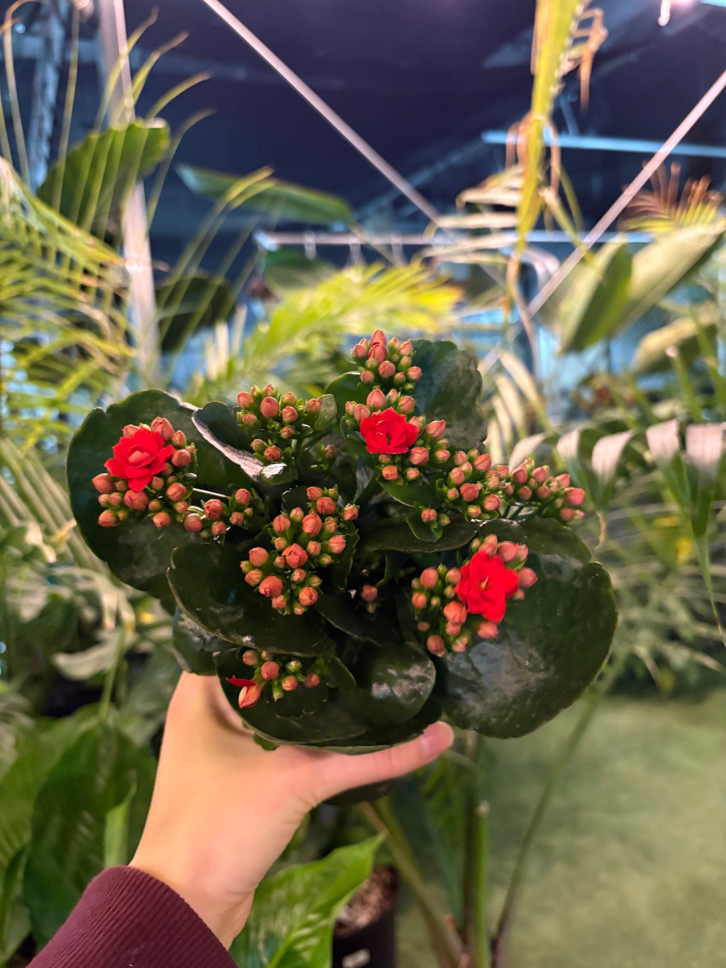 Hand holding a potted Kalanchoe - Red & White plant with red flowers amidst green foliage