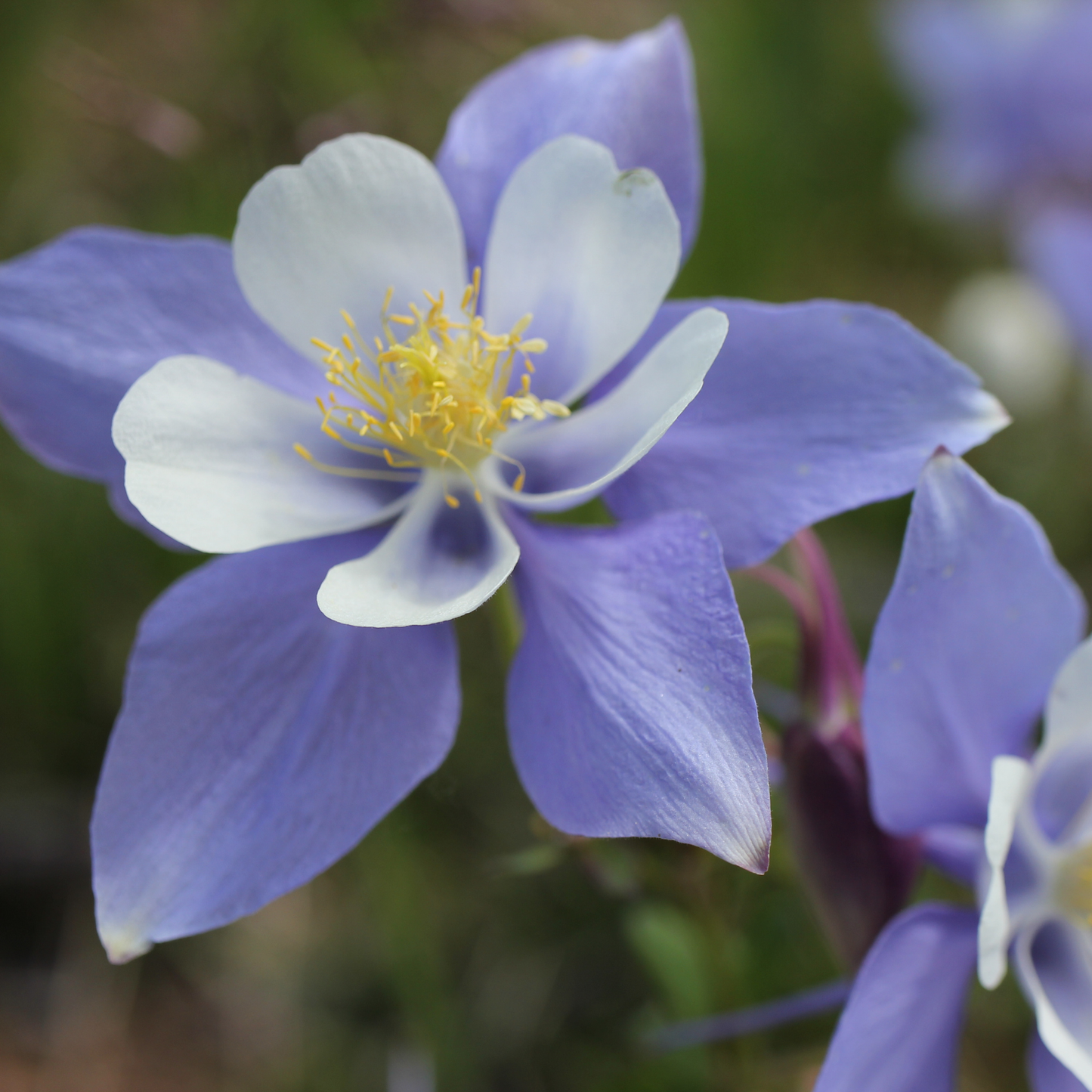 a kirigami mix Columbine flower with purple and white petals and a yellow centre with a soft blurred green background
