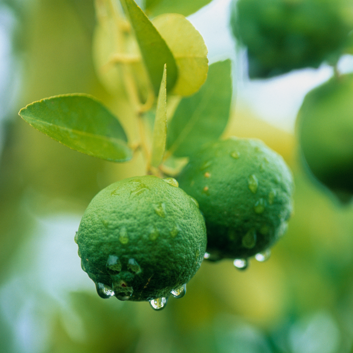 a close up of two bright green limes with water droplets growing on a leafy lime tree with a blurred green background