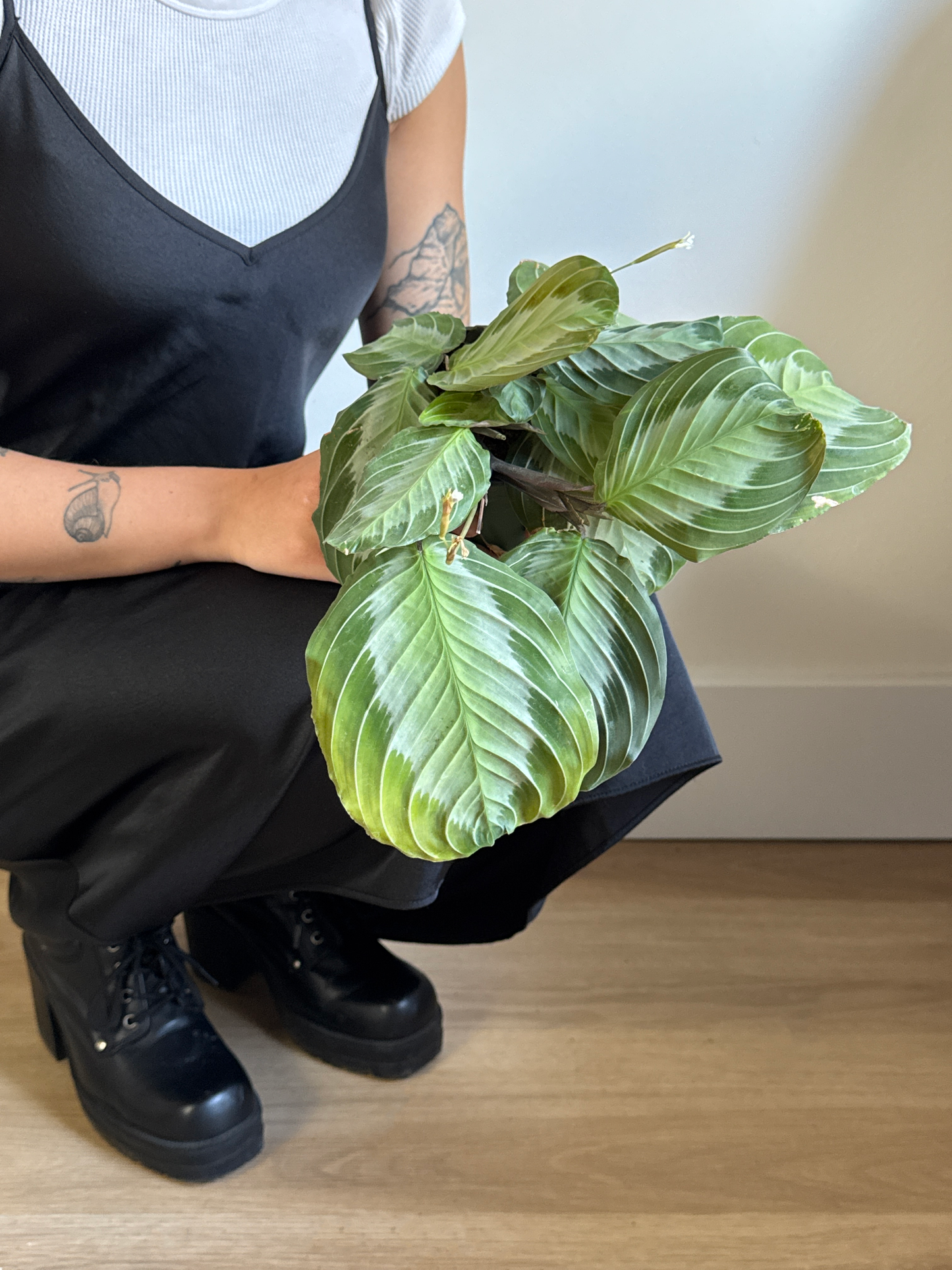 Person holding a green leafy Maranta – Silver Band plant indoors with a plain white background and wooden floor