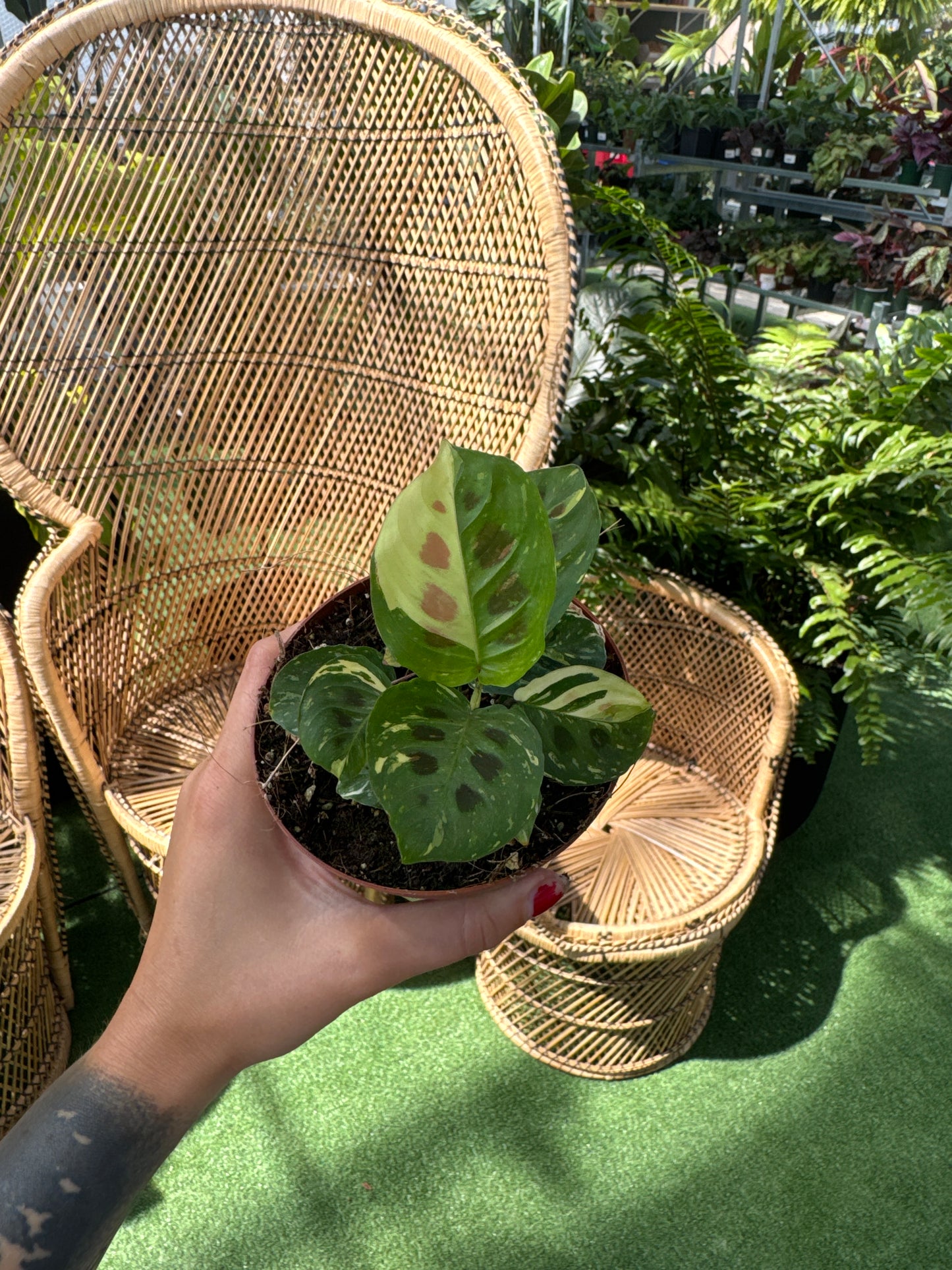 Maranta leuconeura 'Kerchoveana Variegated' plant infant of wicker chairs