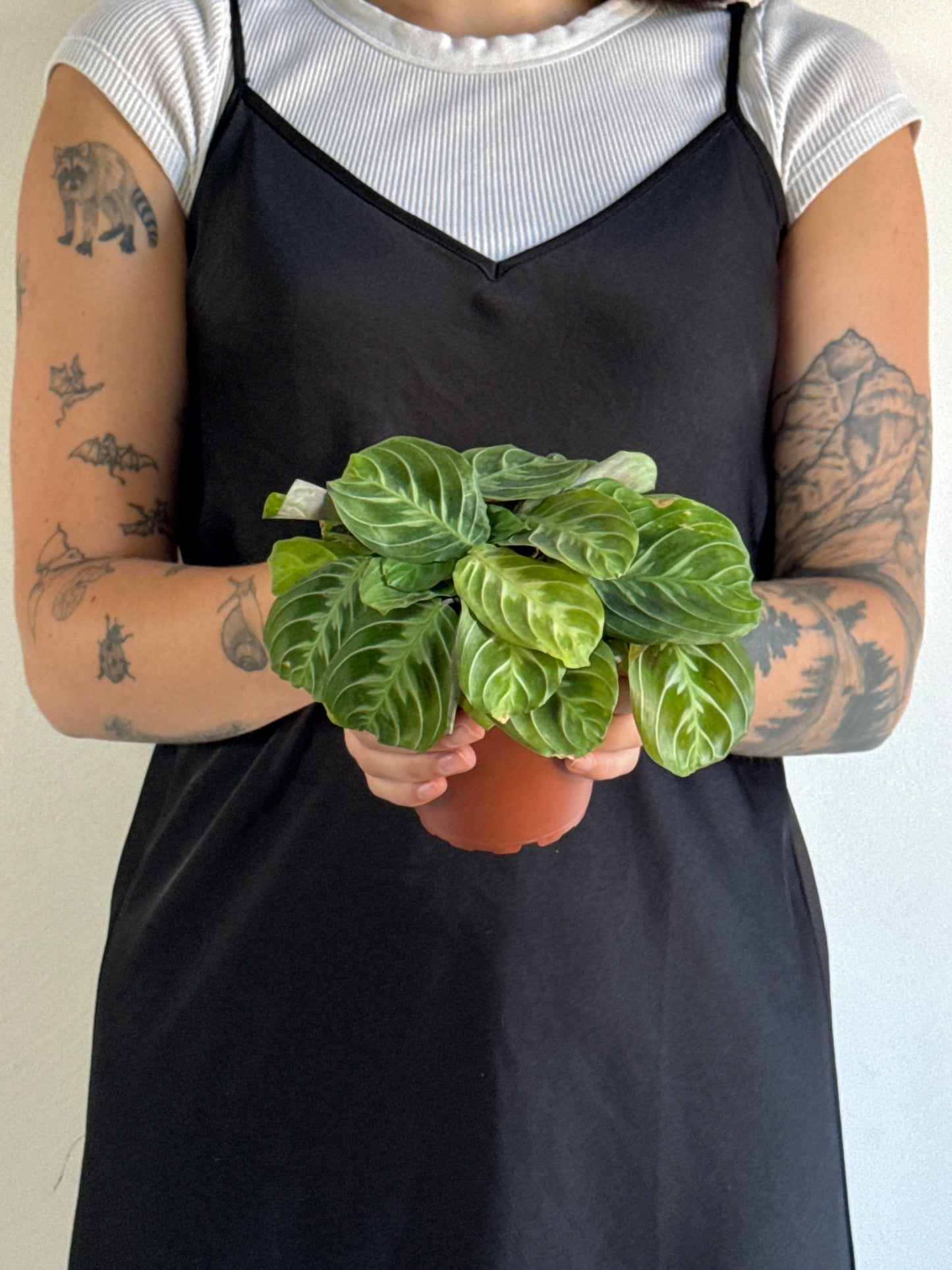 Person holding a small green Maranta massangeana ‘Silverline’ plant with tattoos on arms against a neutral background