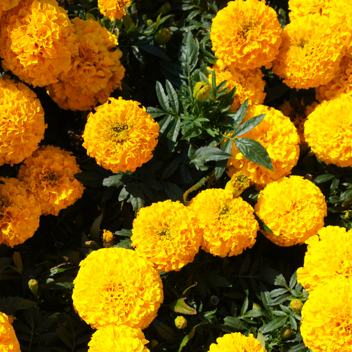 an overhead view of many bright yellow marigold taishan gold mix marigold flowers surrounded by deep green leaves in an outdoor setting