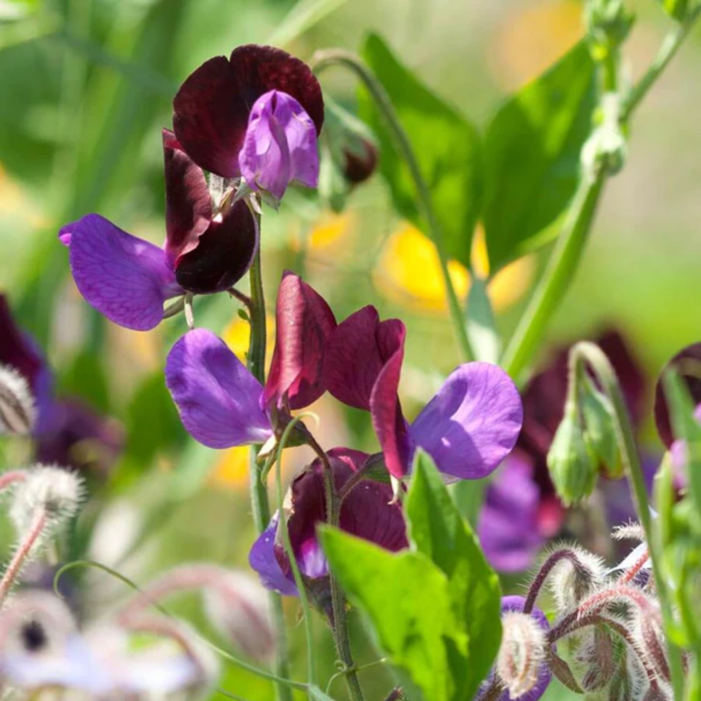 Close-up of purple and dark red flowers of a Matucana sweet pea plant with green leaves in a garden setting.