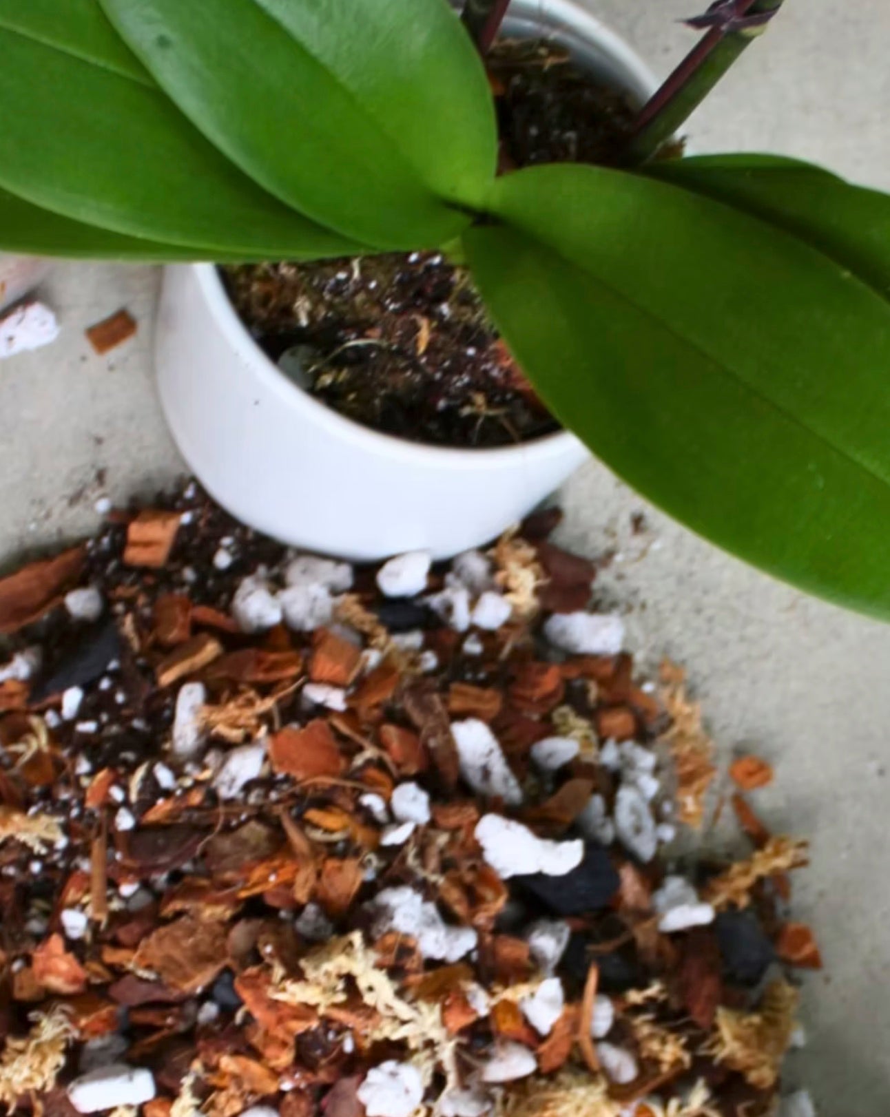 a photo of orchid potting mix on the counter with a top view of a orchid in a white pot