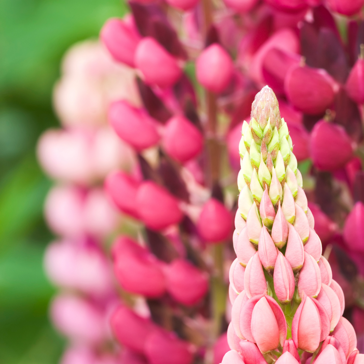 Close-up of a pink mini gallery mix lupin flower spike in full bloom with tightly packed buds and a green-tipped apex, set against a soft blurred background of similar pink flowers and green foliage.