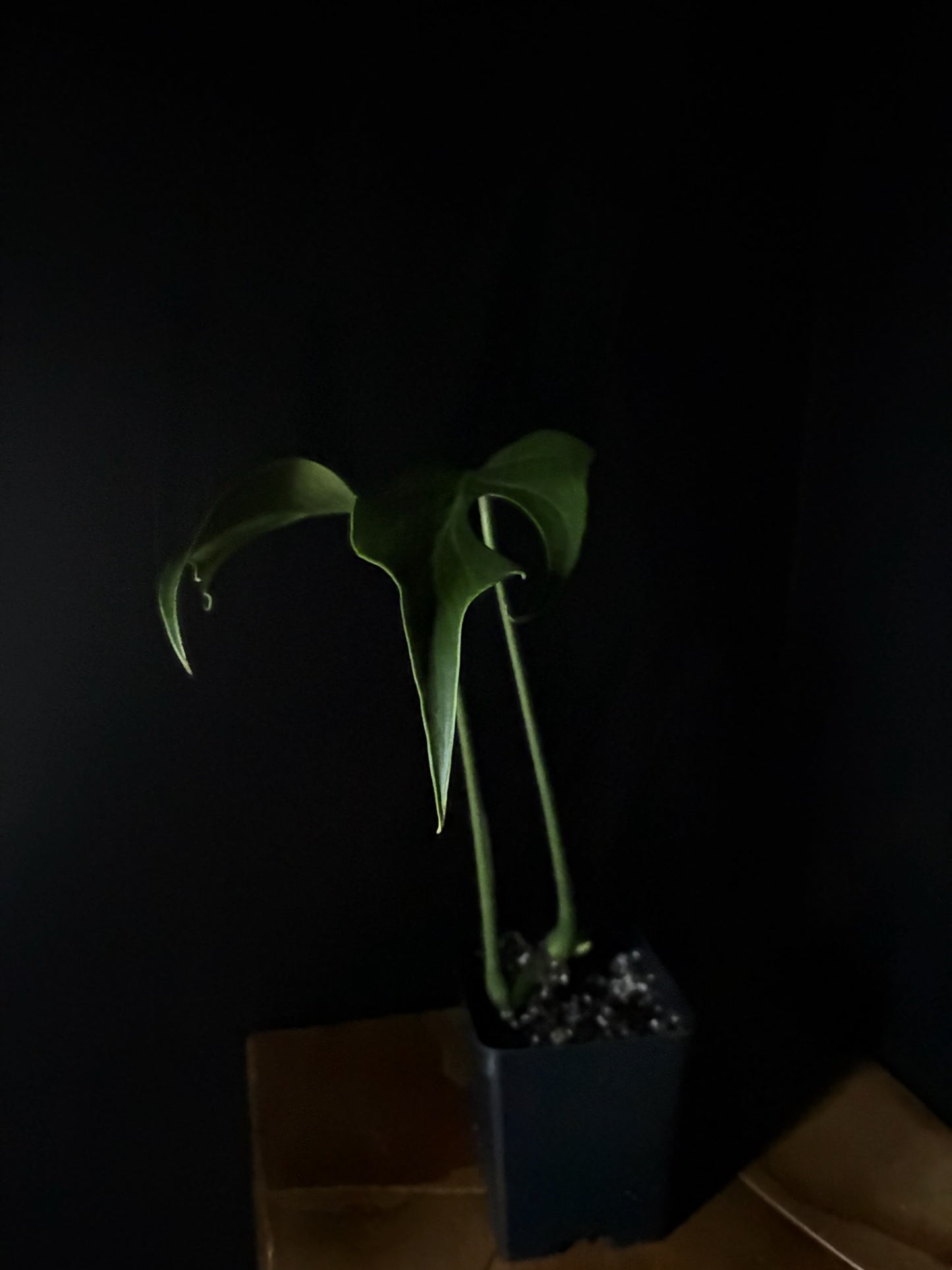 Potted Monstera Burle Marx Flame plant on a dark background