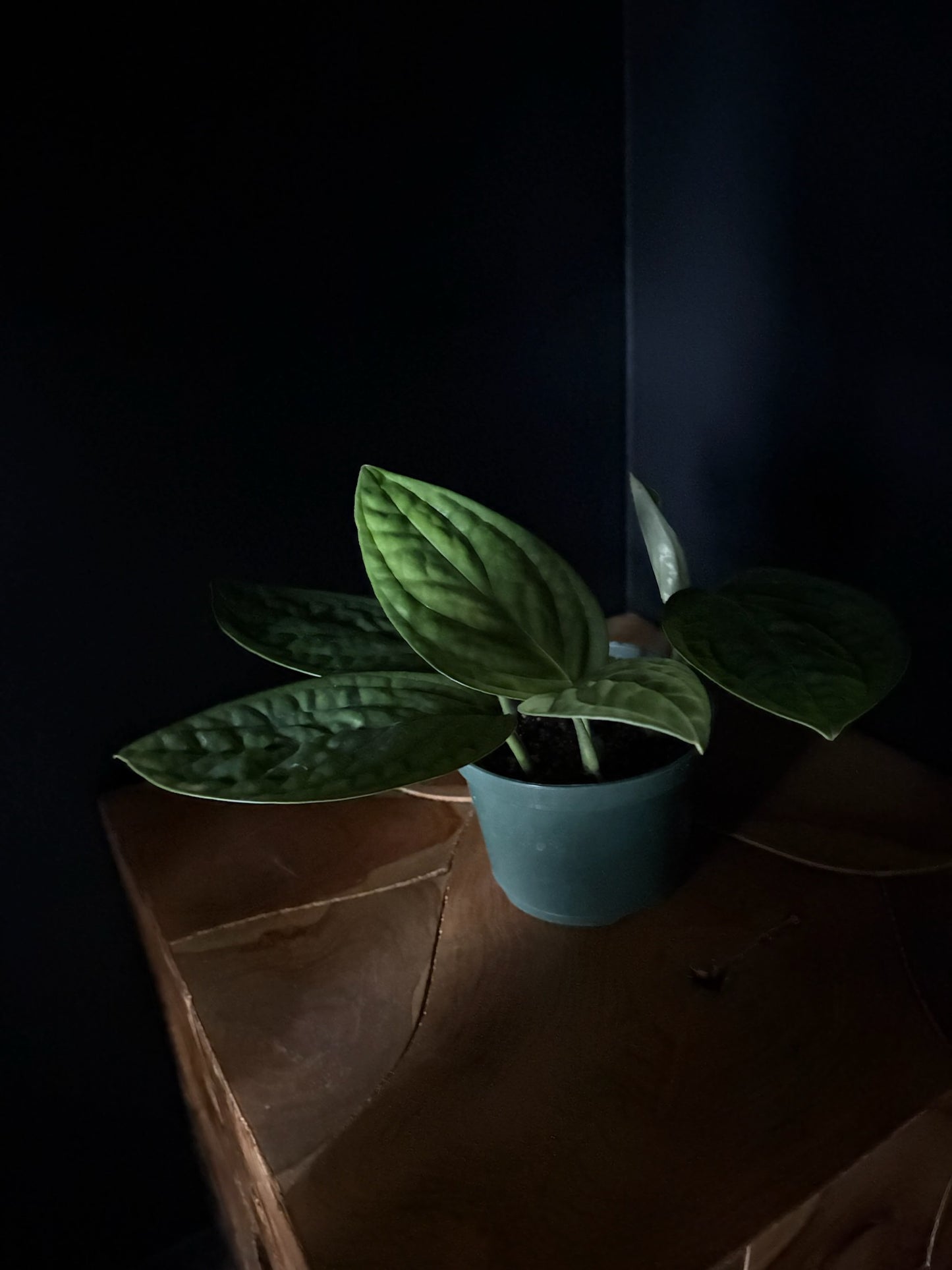 Potted Monstera Peru plant on a wooden surface with a dark background