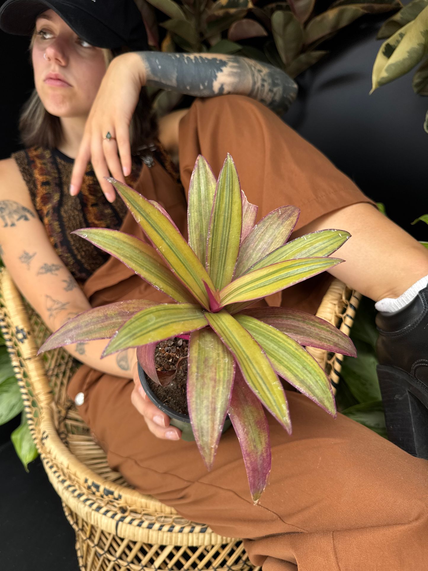 Person holding a potted Moses N' Boat - Sunny Star plant with multicolored leaves, wearing a brown outfit and black cap with plants in the dark background