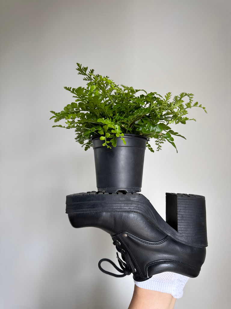 Black leather high heel with a potted Mother Fern (Asplenium bulbiferum) plant on top against a plain background