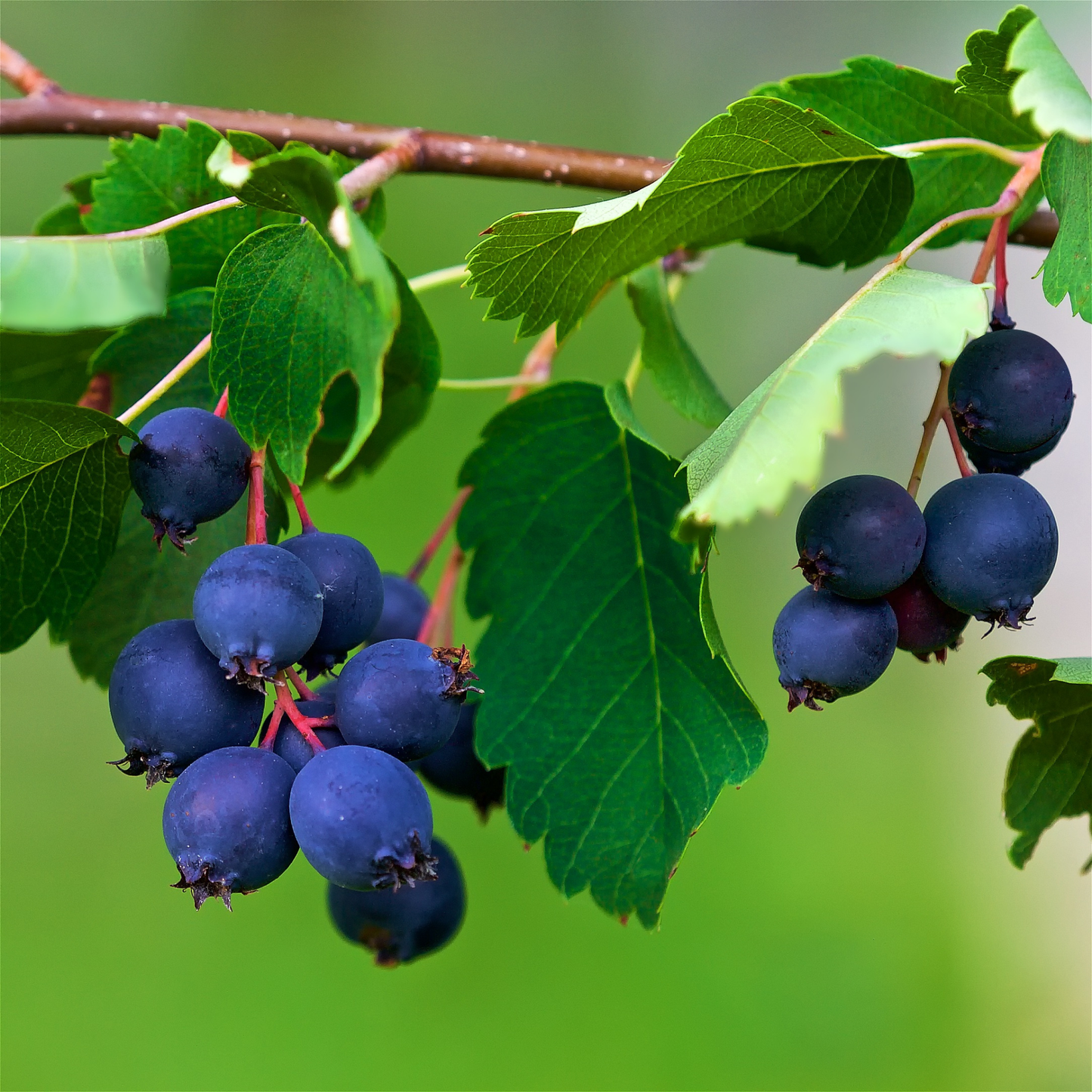 blue northland Saskatoon berries growing on a branch with green leaves and an out of focus green background