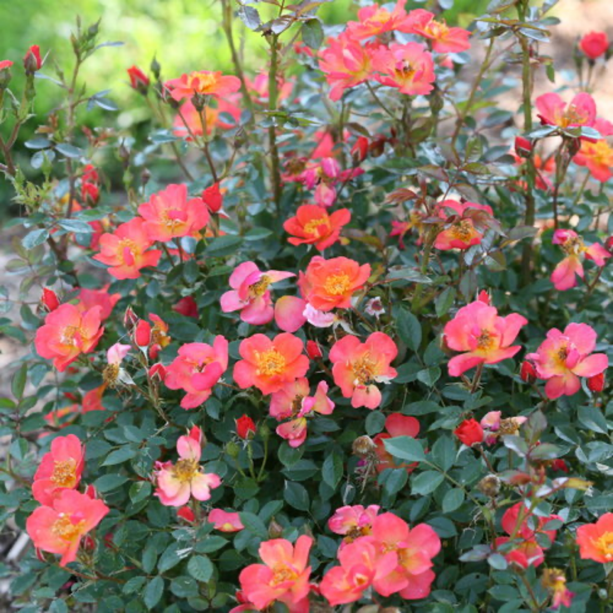many bright pink oso easy hot paprika rose flowers ground on a green shrub in an outdoor garden setting