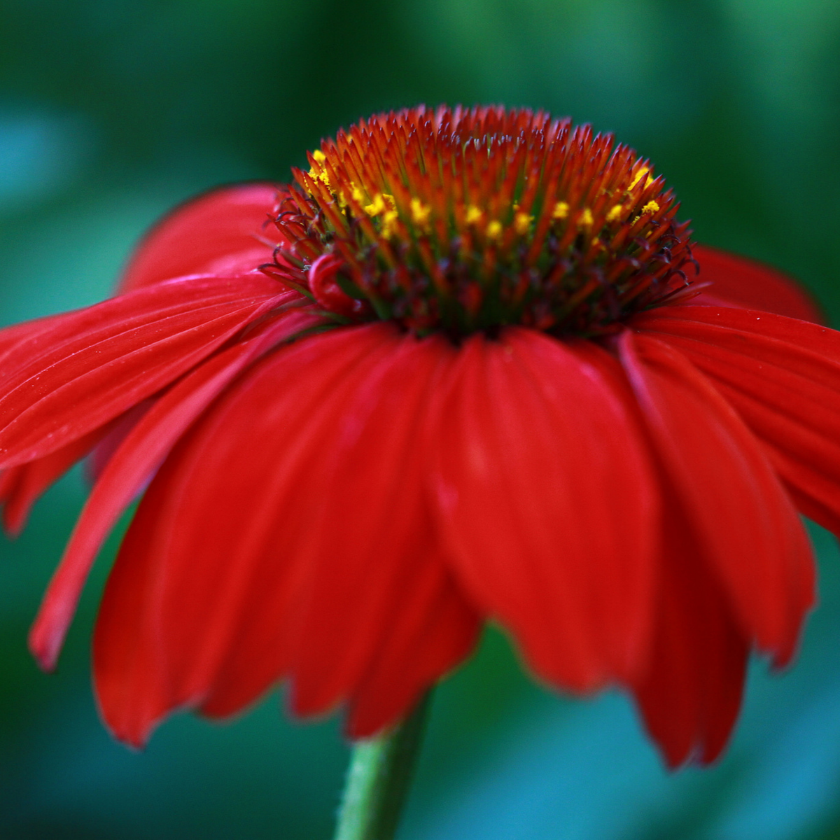 a close up of a bright red Panama red coneflower with a large centres with hints of yellow growing on a green stem with a soft blurred dark green background