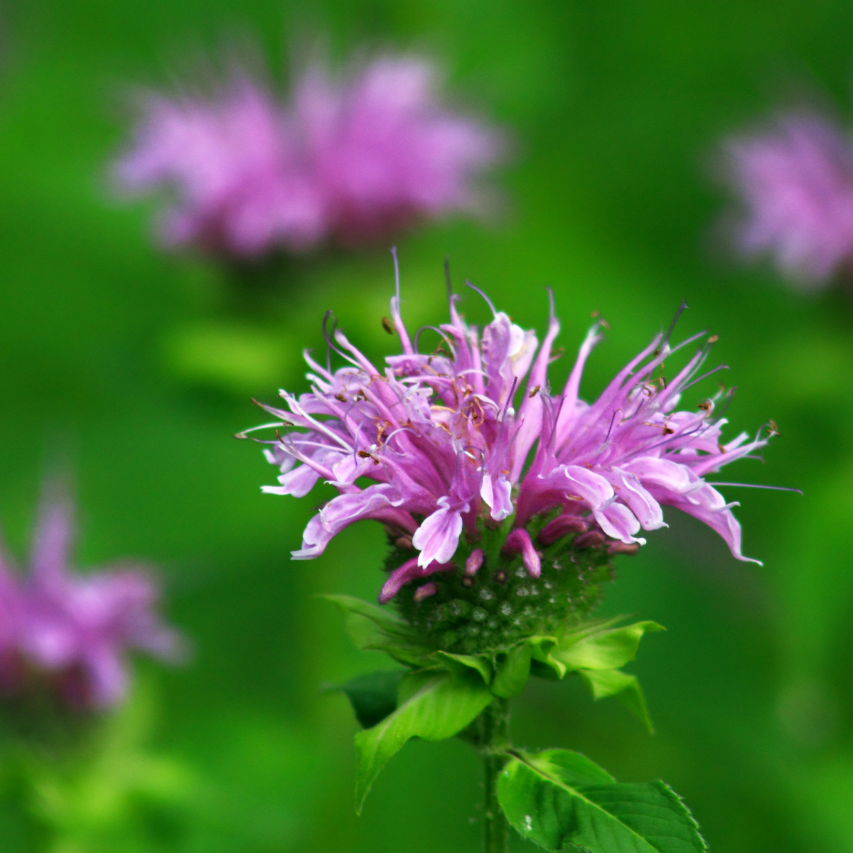 a close up of bright pink panorama mix bee balm flower with a green leafy stem with a blurred background of more flowers