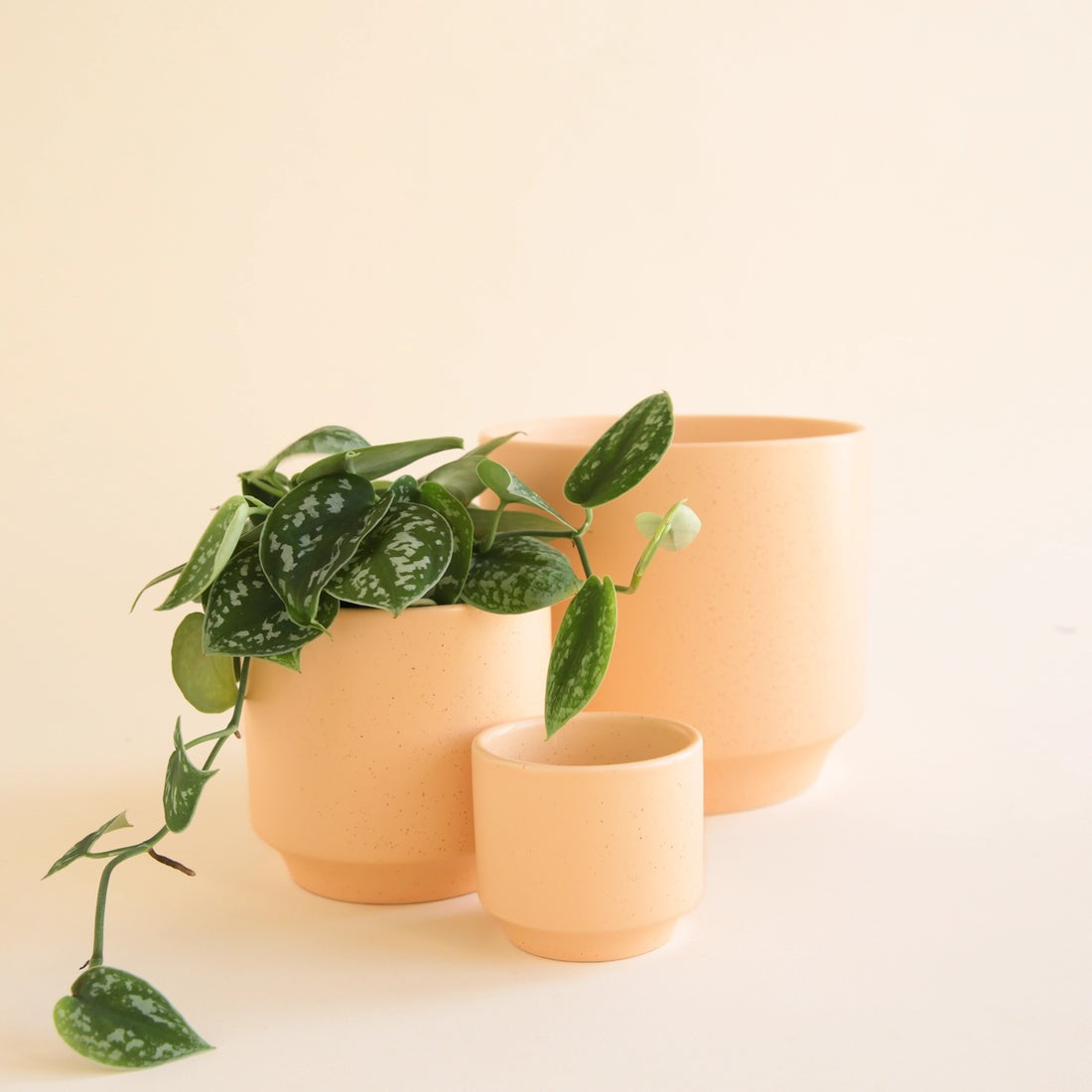 Three Parker planter sunset speckle pots with a green plant on a light beige background