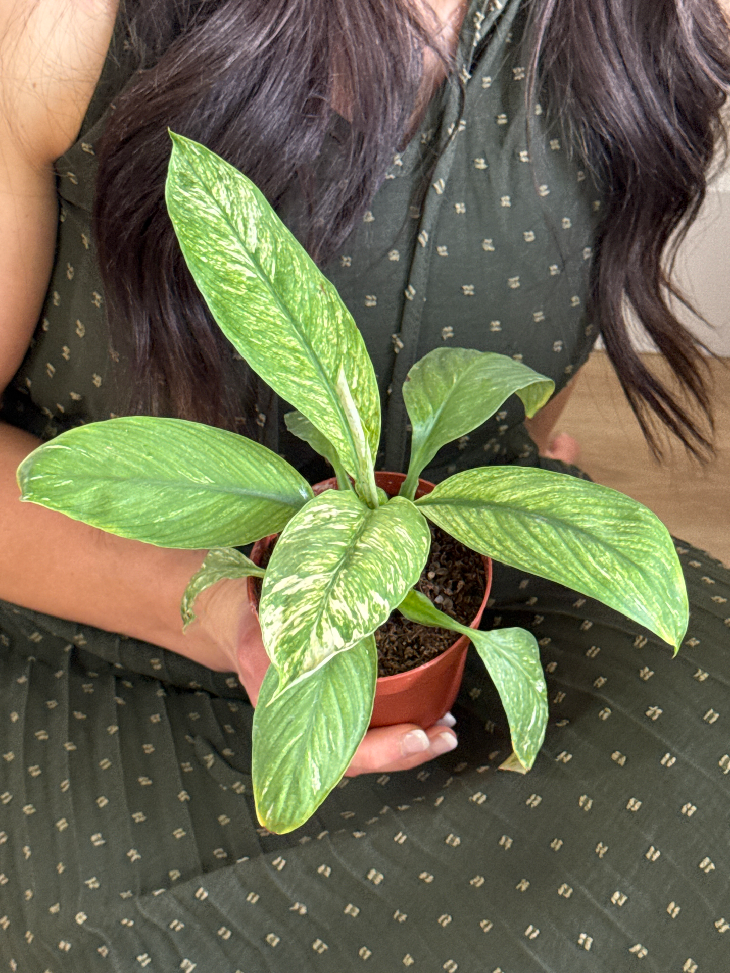 Person holding a potted Peace Lily ‘Sensation Variegated’ plant with green leaves with white variegations in a green patterned dress