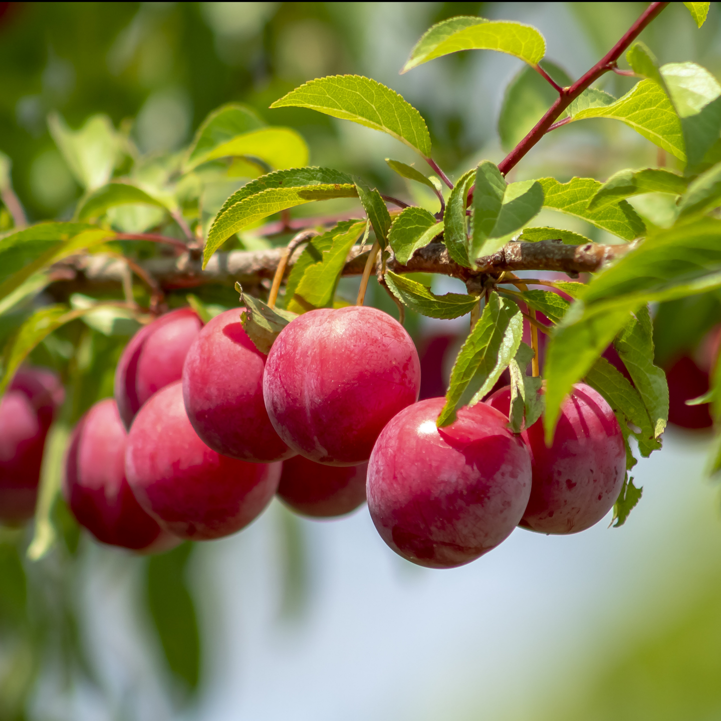 a close up of many bright red Pembina plums growing on a leafy tree in an outdoor setting