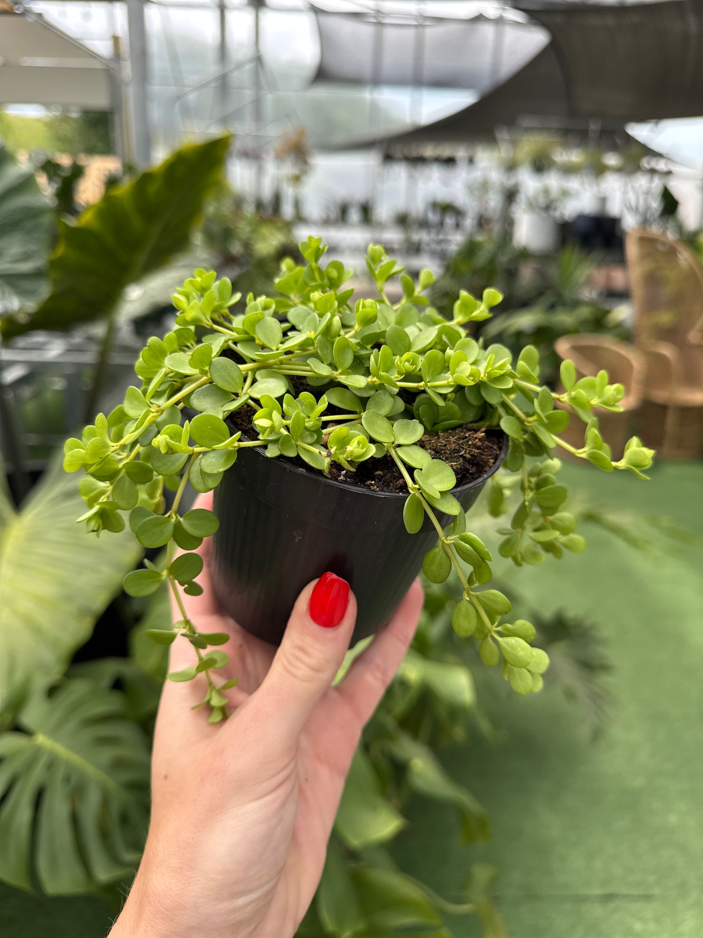Person holding a small potted Peperomia Deppeand (Peperomia deppeana) plant with a blurred indoor setting